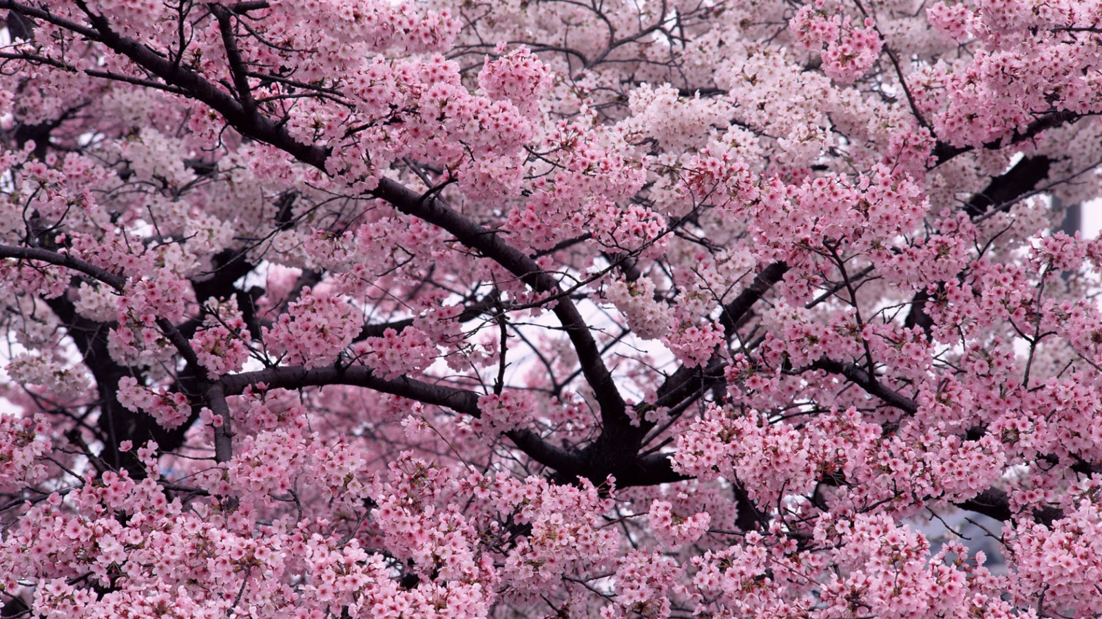 PCデスクトップにフラワーズ, 木, ピンク, 花, 地球画像を無料でダウンロード