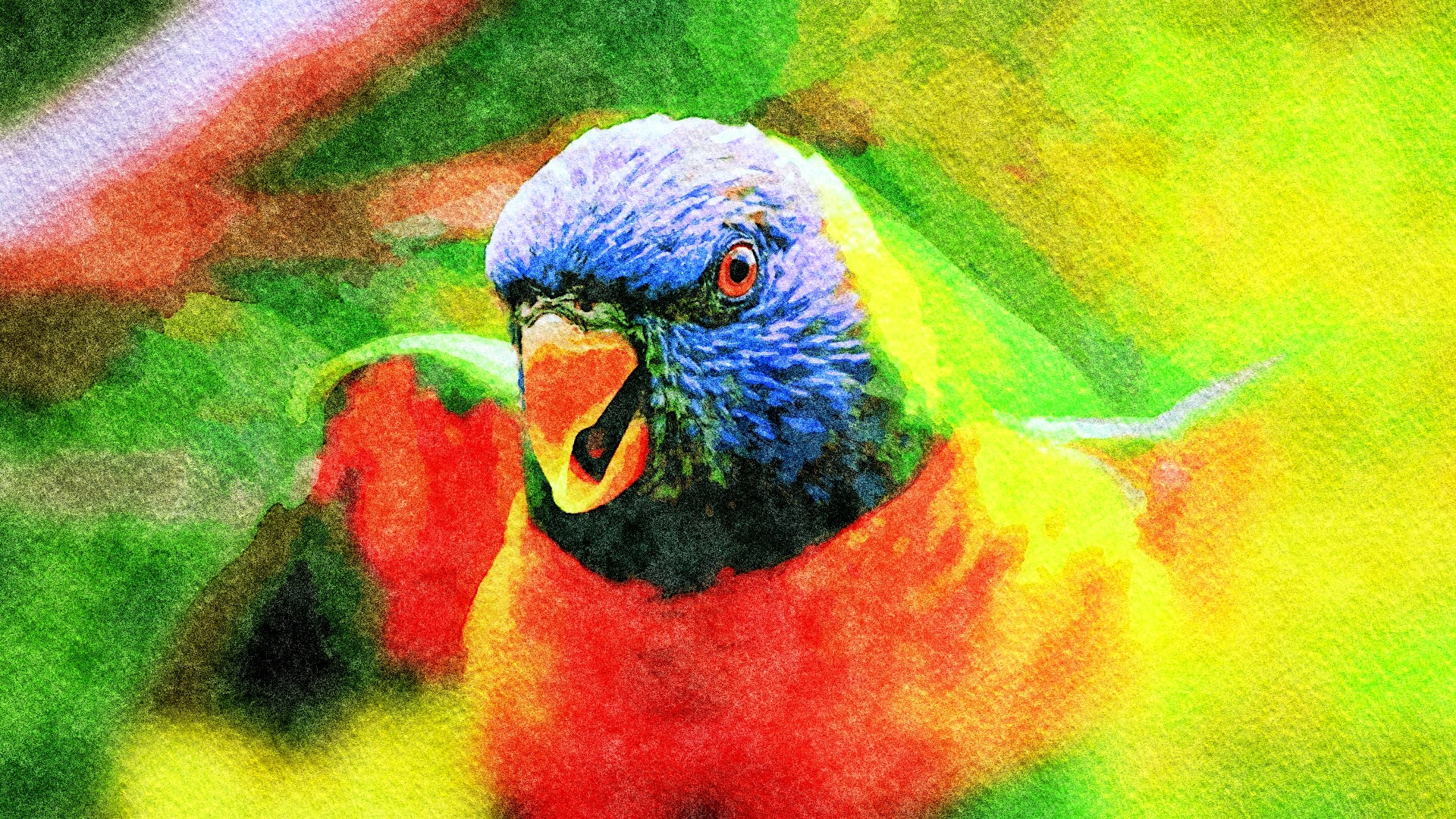 Baixe gratuitamente a imagem Animais, Aves, Pássaro, Papagaio, Lóris Molucanos na área de trabalho do seu PC