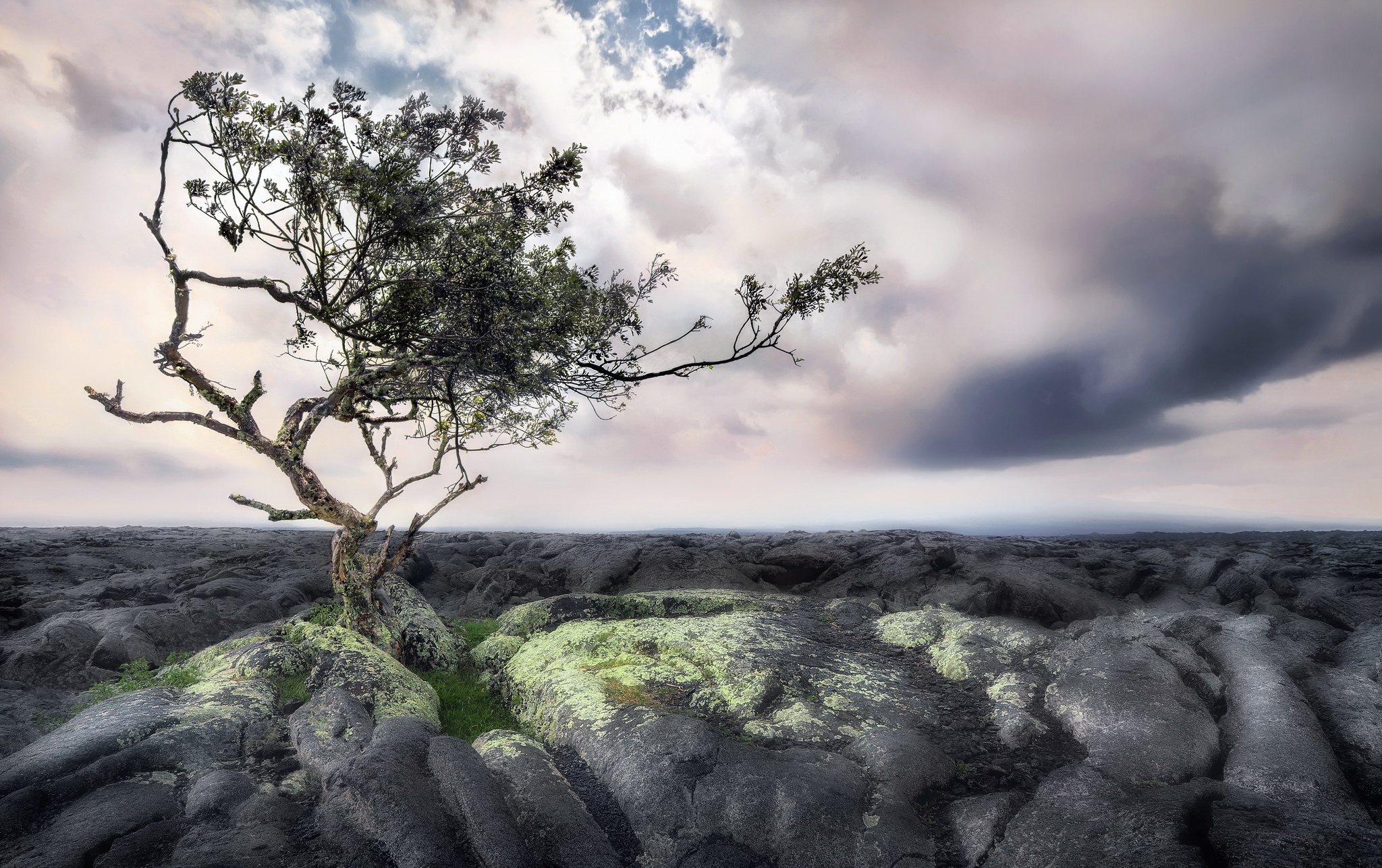 Free download wallpaper Nature, Trees, Horizon, Tree, Earth, Cloud, Lonely Tree on your PC desktop