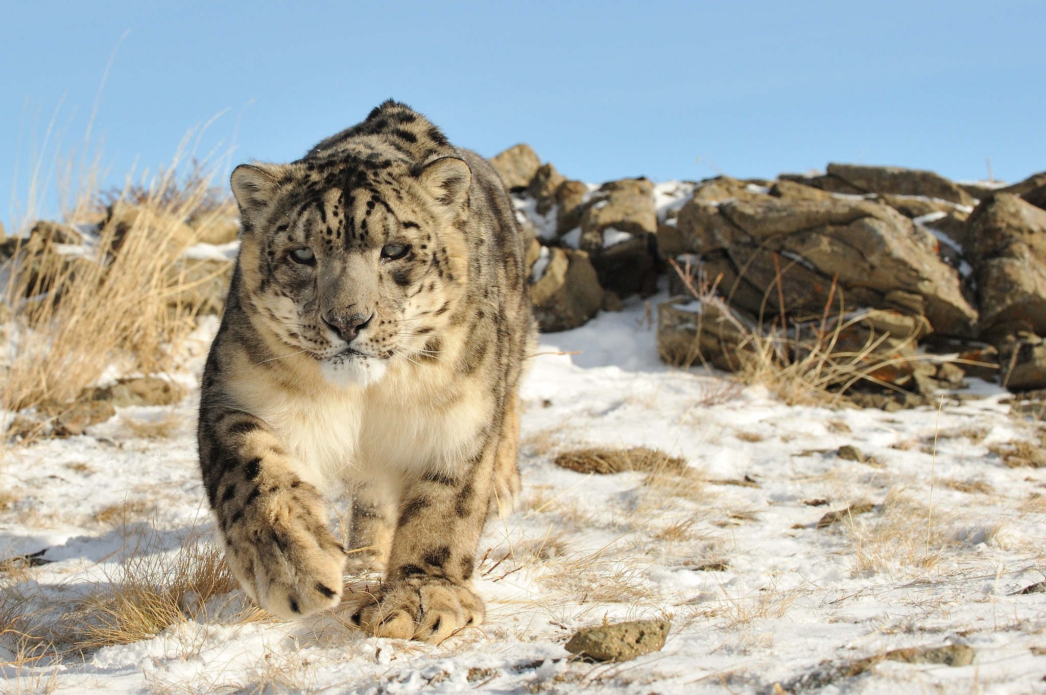 304150 télécharger le fond d'écran animaux, léopard des neiges, chats - économiseurs d'écran et images gratuitement