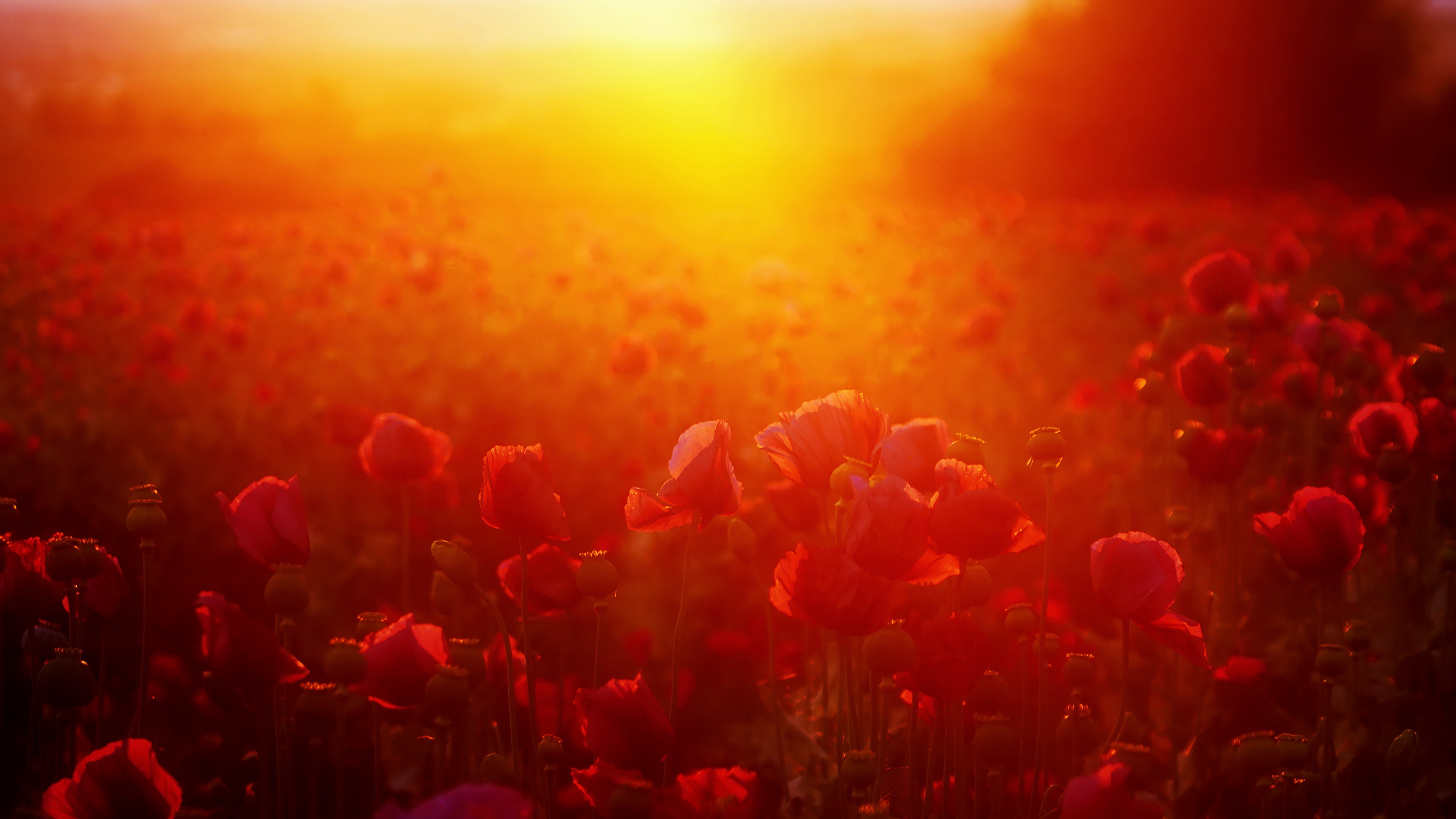 Handy-Wallpaper Blumen, Mohn, Sonnig, Rote Blume, Erde/natur kostenlos herunterladen.