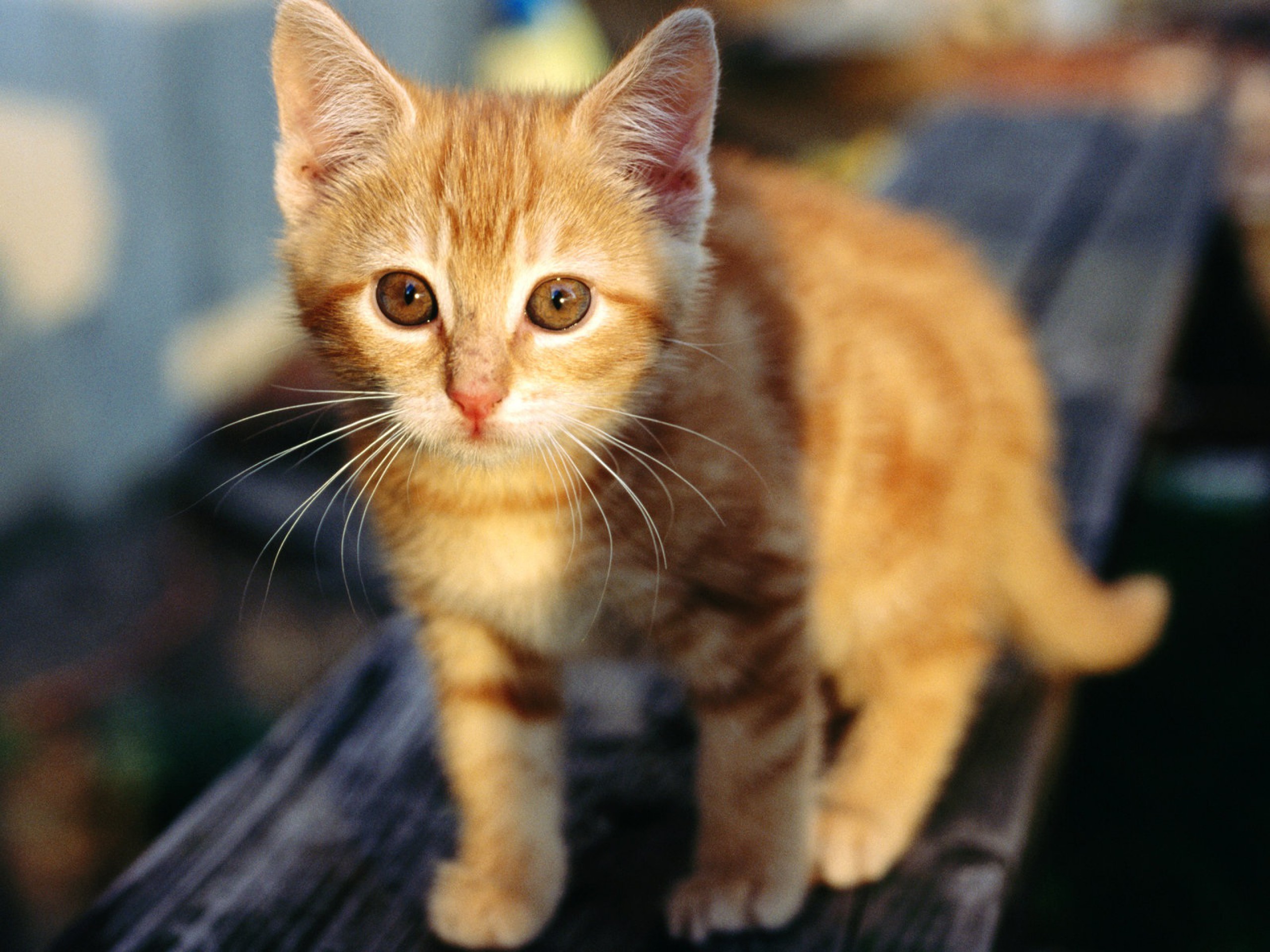 Download mobile wallpaper Kitten, Cat, Cats, Animal for free.