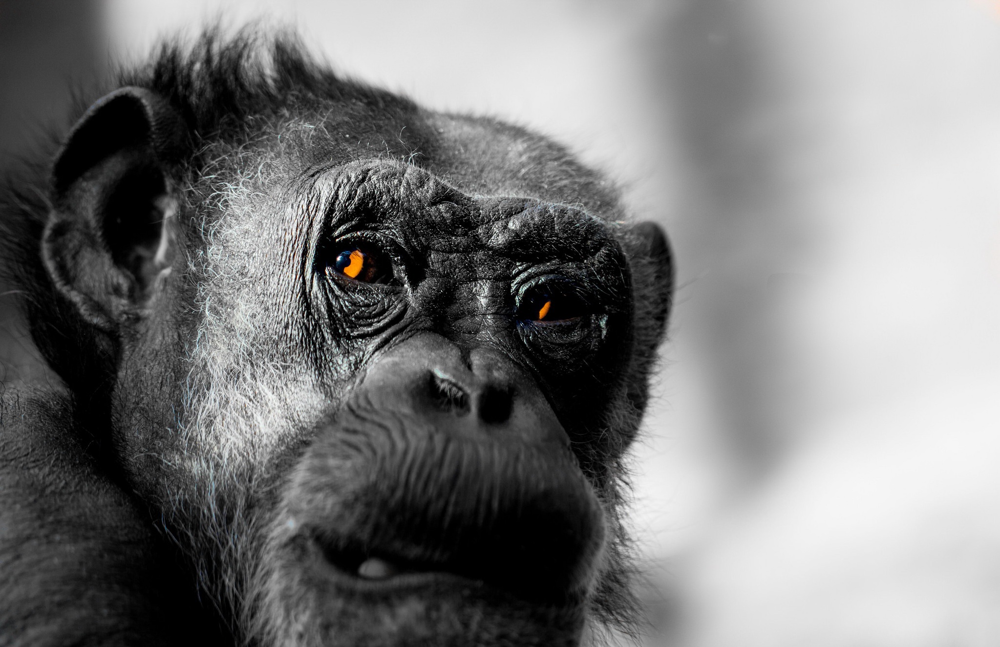 Descarga gratuita de fondo de pantalla para móvil de Animales, Monos, De Cerca, Mono, Primate, Mirar Fijamente.
