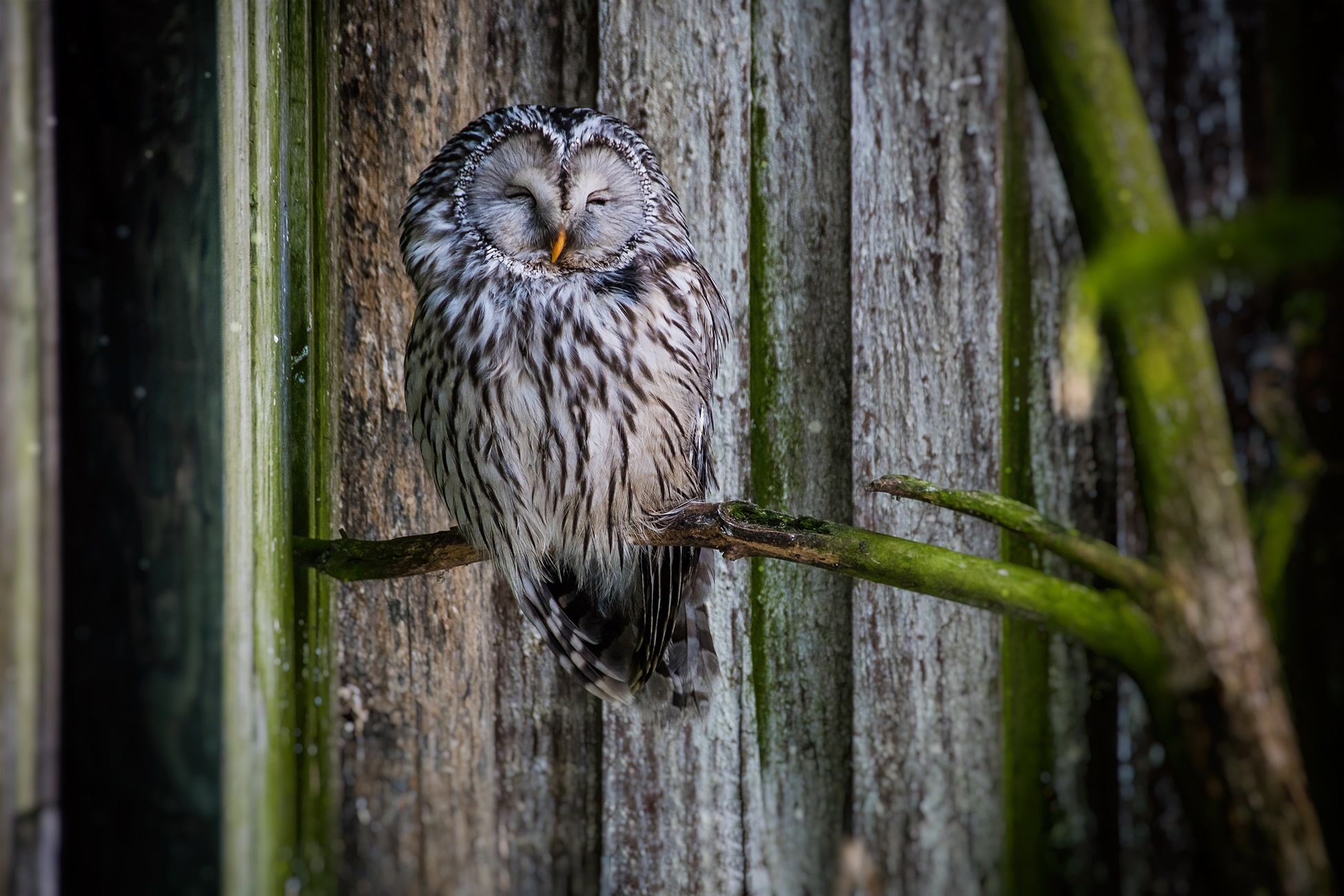 Baixar papel de parede para celular de Animais, Aves, Coruja, Pássaro gratuito.