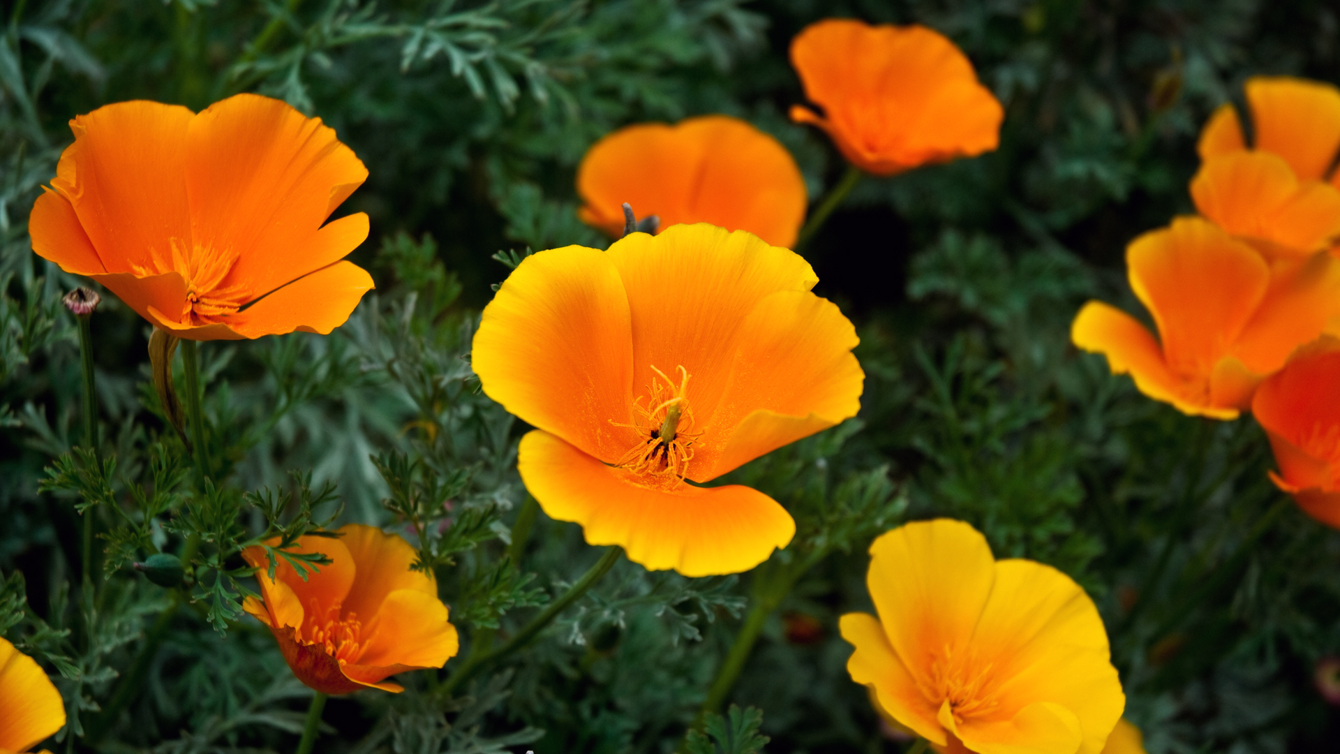 Laden Sie das Mohn, Erde/natur-Bild kostenlos auf Ihren PC-Desktop herunter