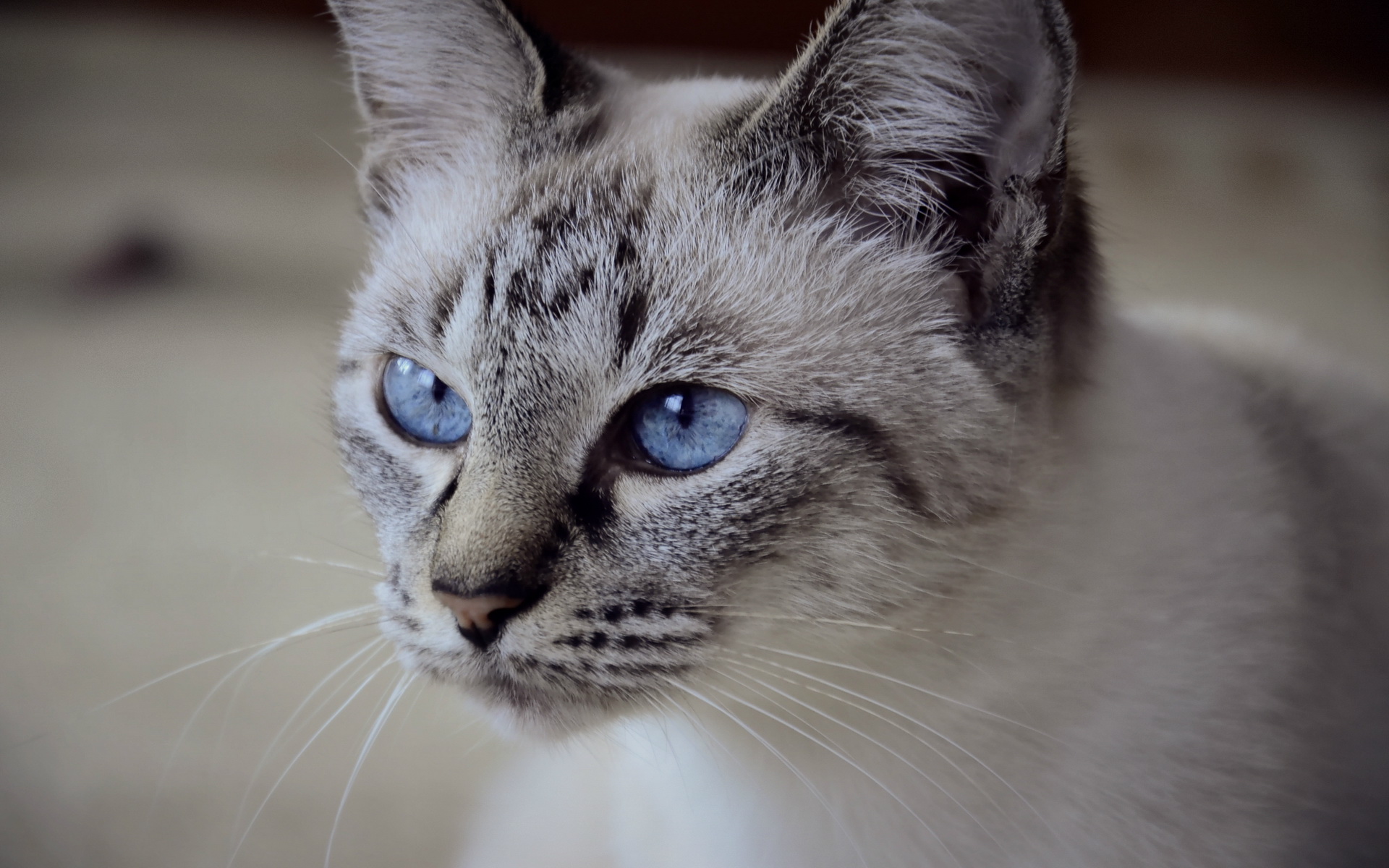 Téléchargez gratuitement l'image Animaux, Chats, Chat sur le bureau de votre PC