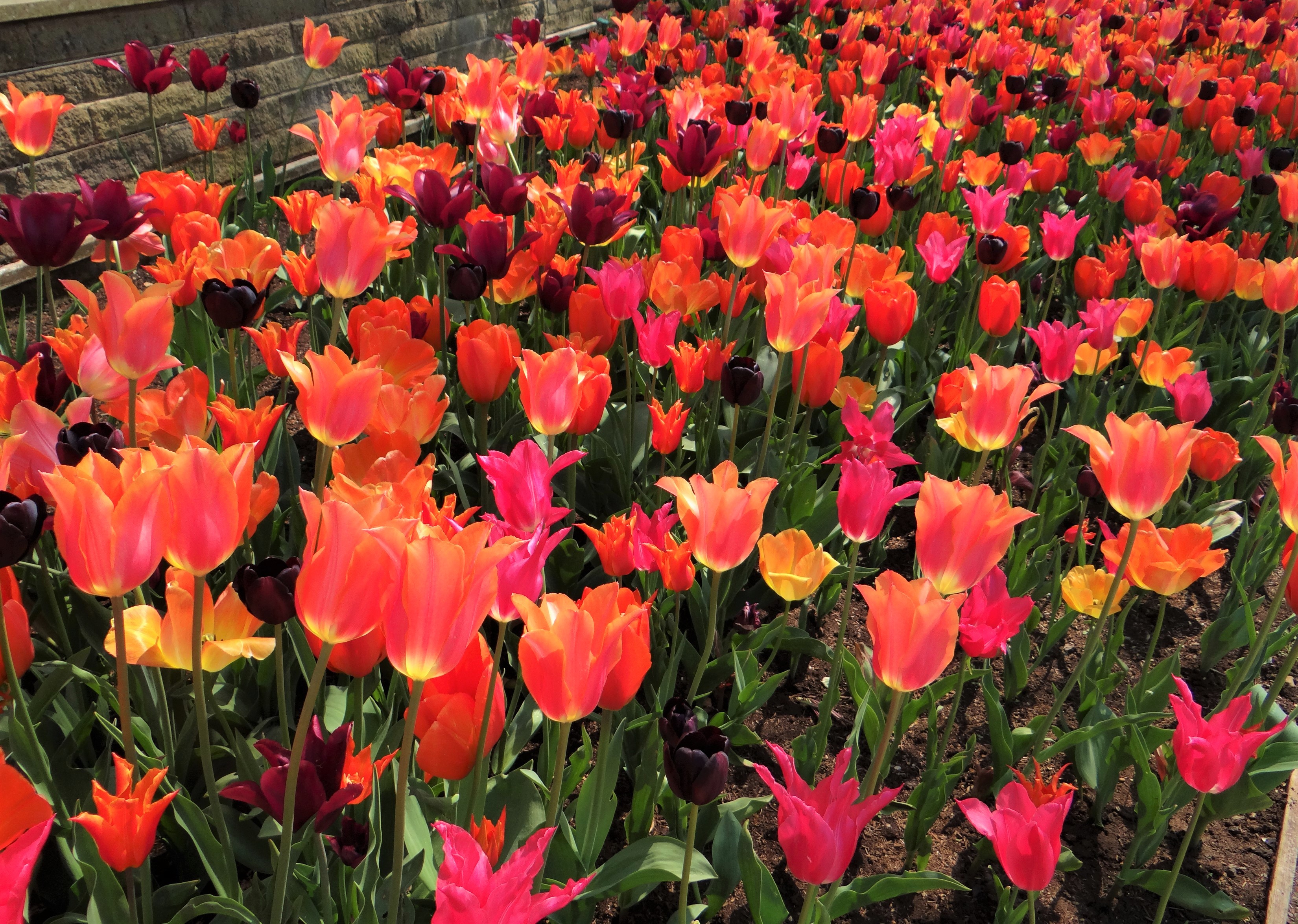 Descarga gratuita de fondo de pantalla para móvil de Flores, Flor, Flor Rosa, Vistoso, Tulipán, Tierra/naturaleza, Flor Naranja.