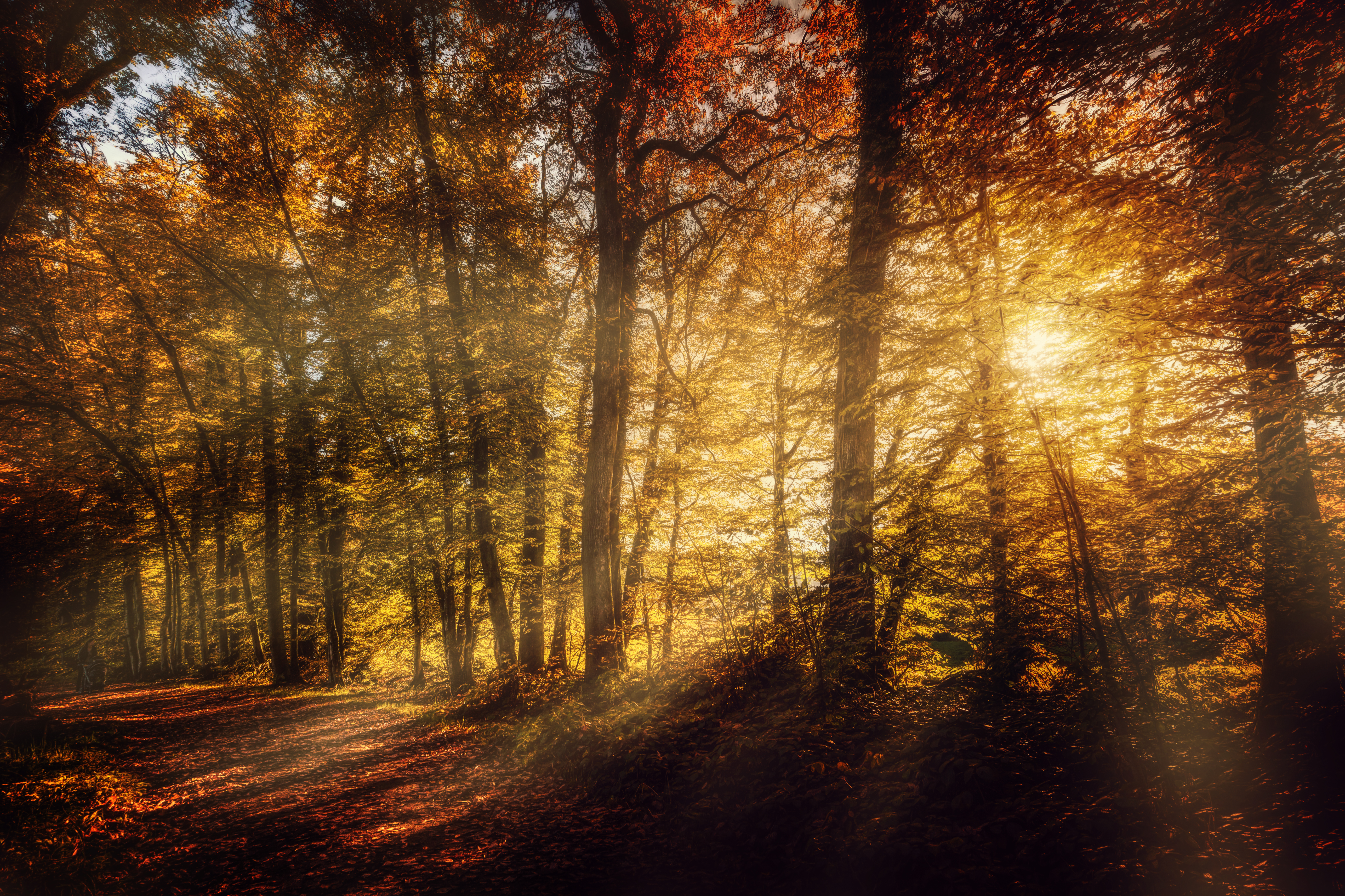 Download mobile wallpaper Nature, Forest, Tree, Fall, Earth, Path, Sunbeam for free.