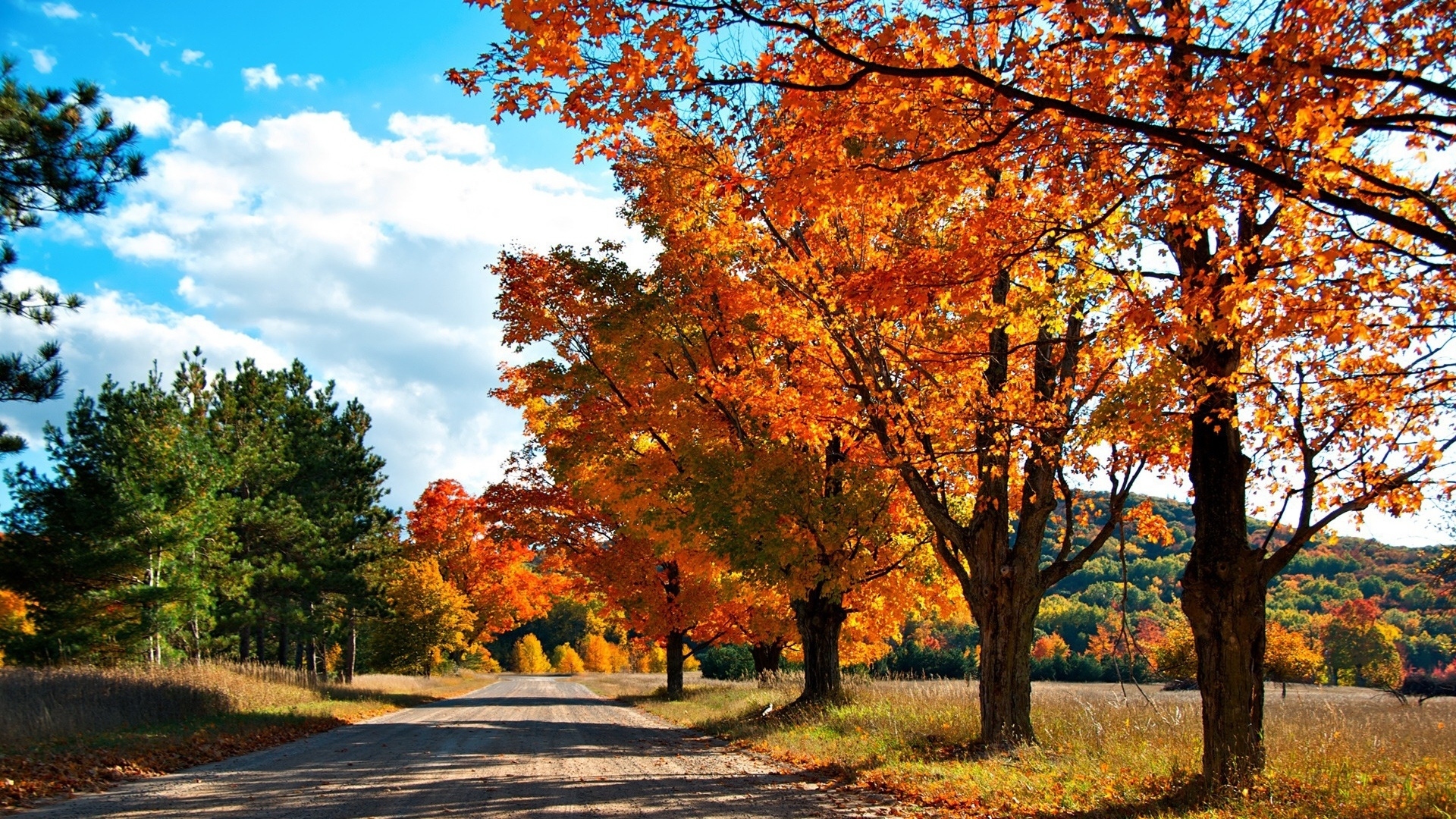 Скачать обои бесплатно Природа, Осень, Дерево, Дорожка, Ландшафт, Земля/природа картинка на рабочий стол ПК