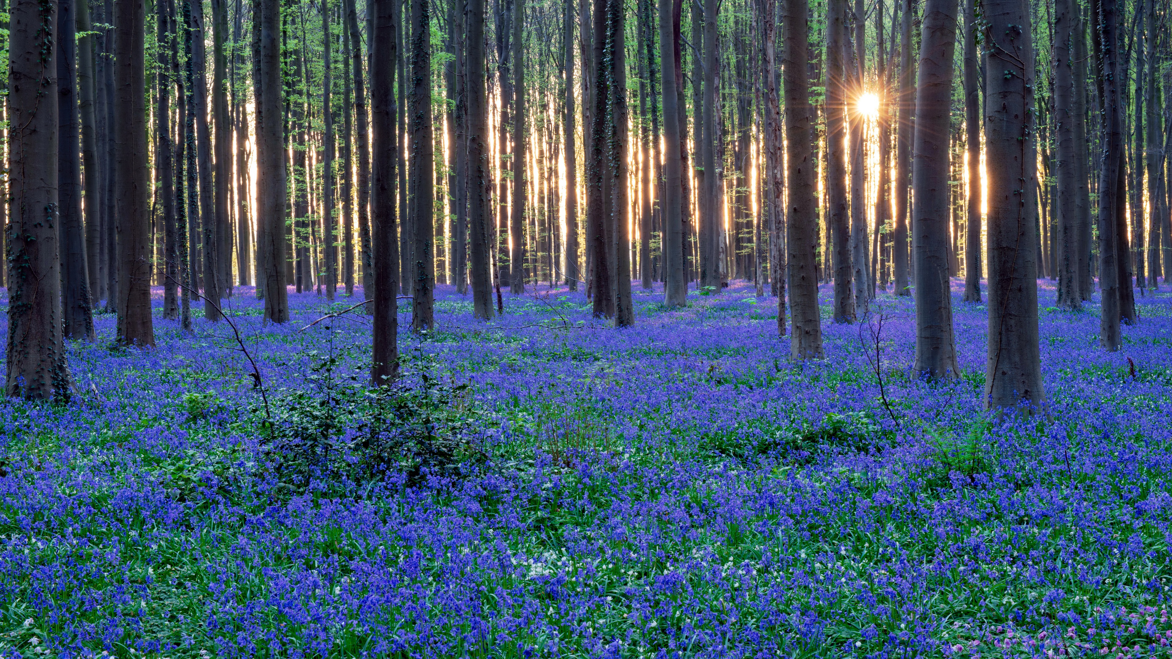 Free download wallpaper Flower, Forest, Earth, Spring on your PC desktop