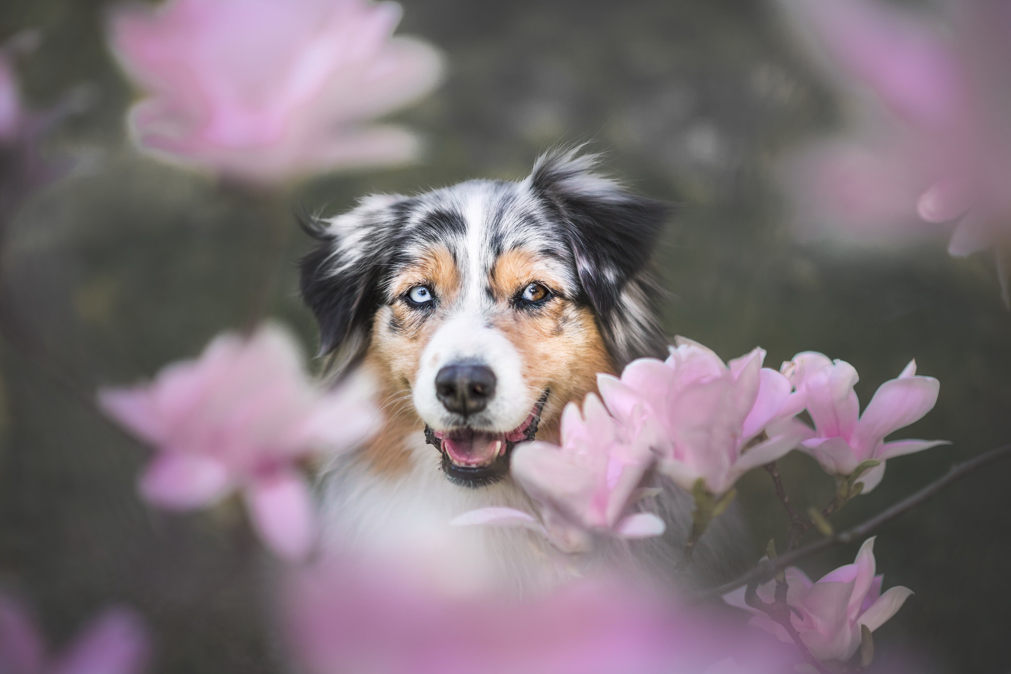 Handy-Wallpaper Tiere, Hunde, Blume, Hund, Border Collie kostenlos herunterladen.