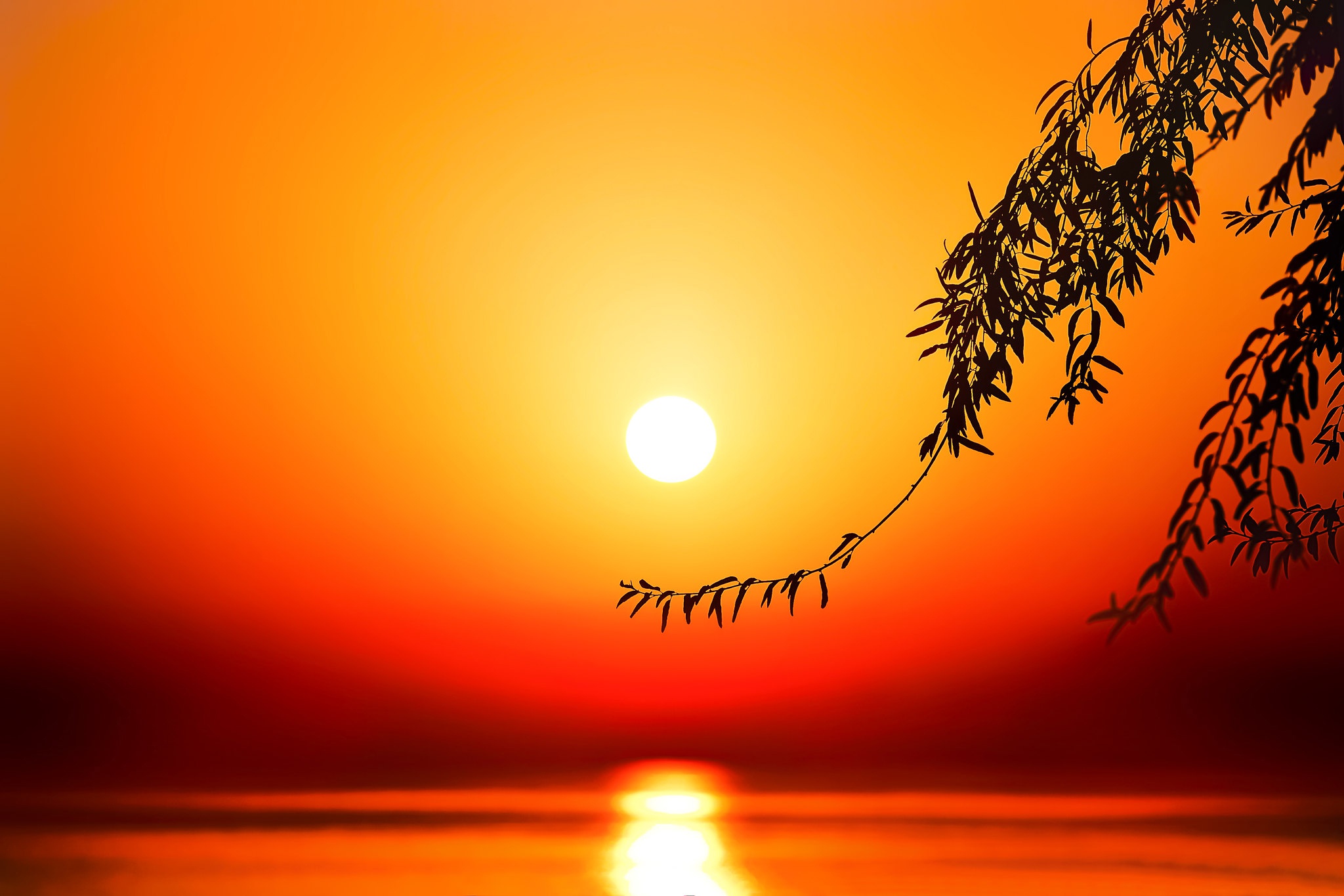 Download mobile wallpaper Sunset, Sun, Branch, Earth for free.