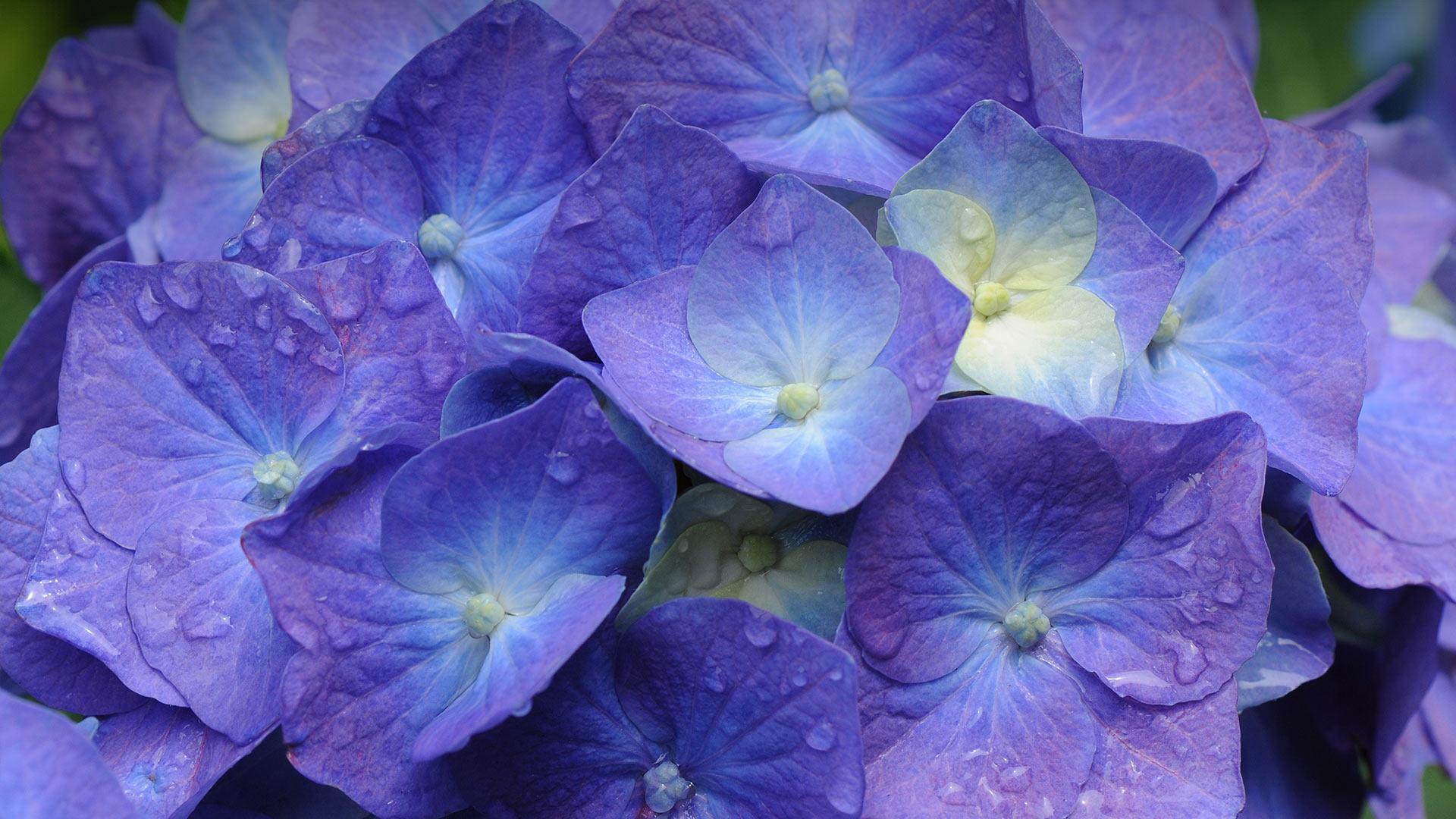 Download mobile wallpaper Flowers, Flower, Close Up, Earth, Hydrangea, Purple Flower for free.