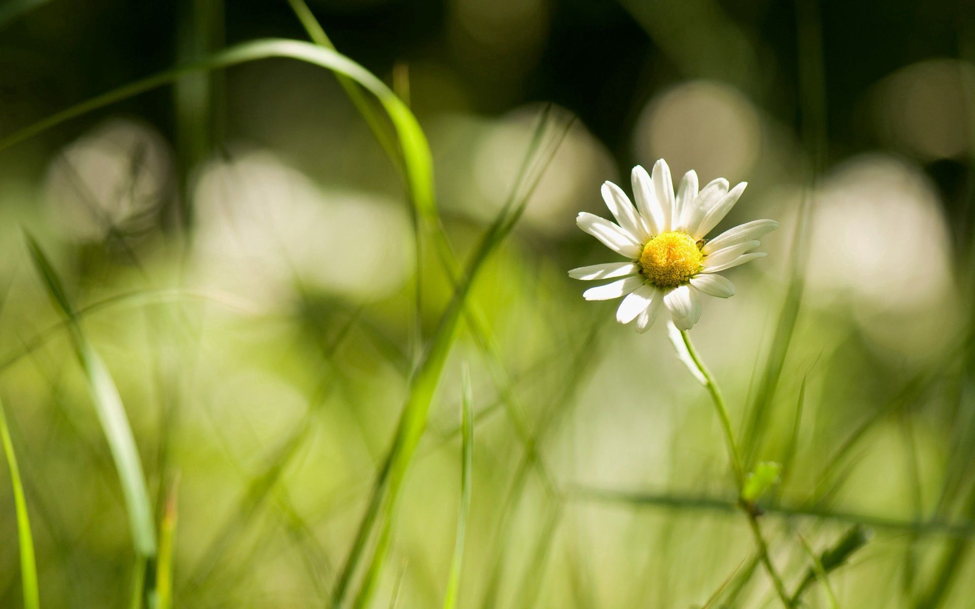 Download mobile wallpaper Field, Small Flower, Grass, Camomile, Macro, Chamomile for free.
