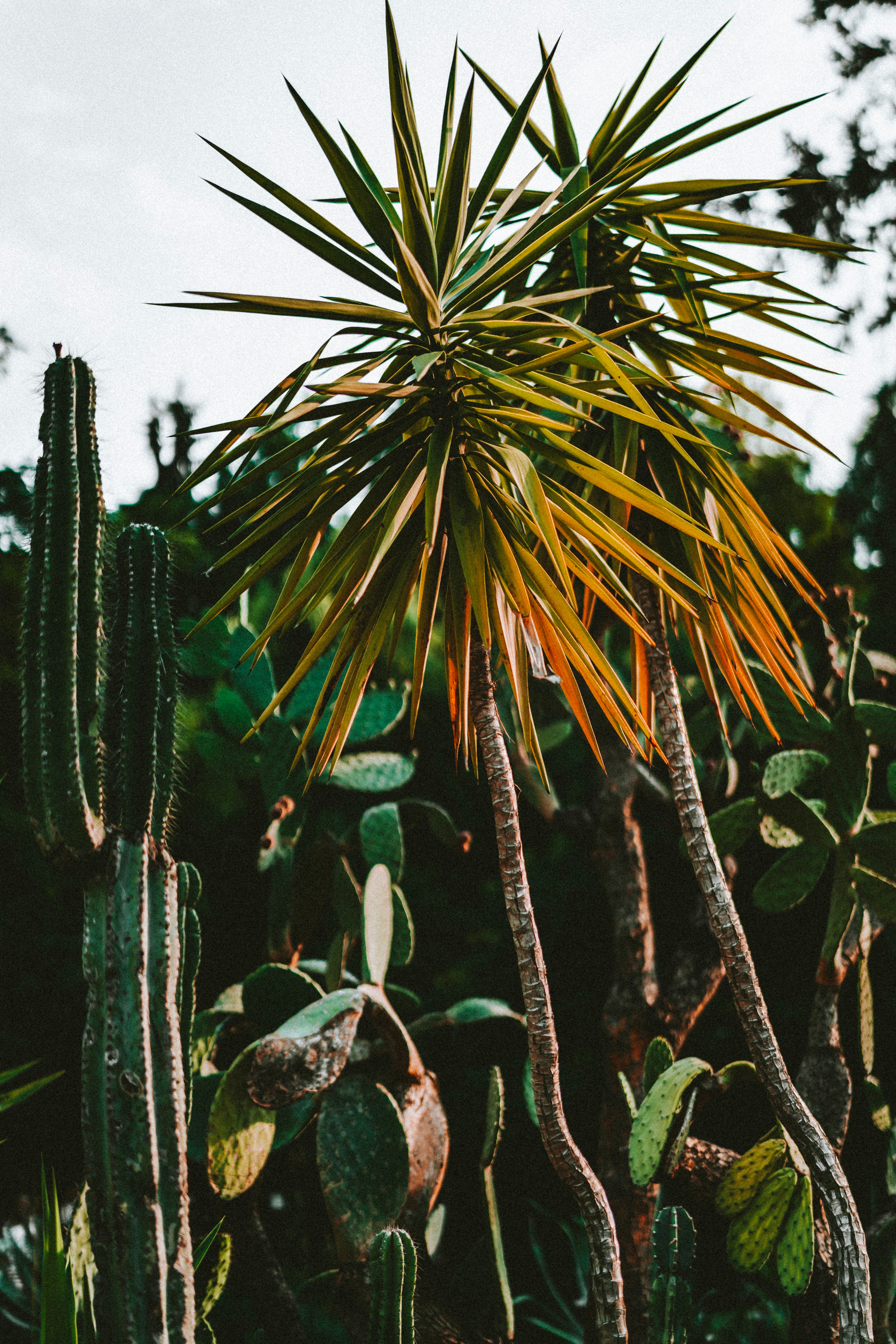 palms, plants, nature, cactuses, green, exotic
