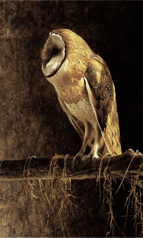 Download mobile wallpaper Birds, Bird, Animal, Barn Owl for free.