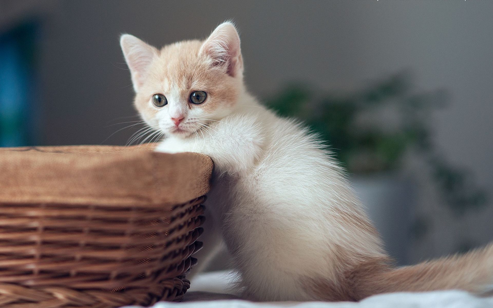 無料モバイル壁紙動物, ネコ, 猫をダウンロードします。