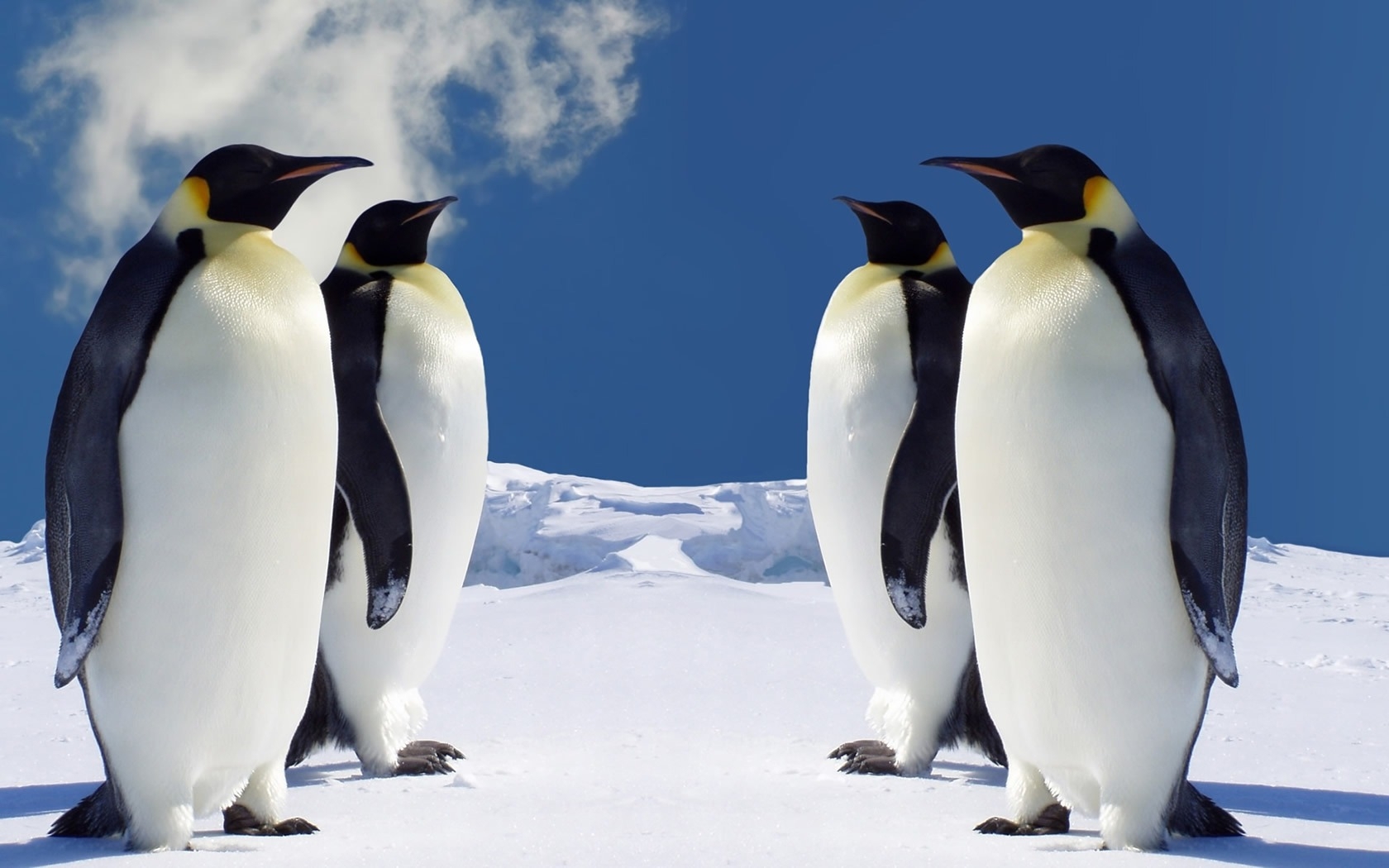 35182 Bildschirmschoner und Hintergrundbilder Pinguins auf Ihrem Telefon. Laden Sie  Bilder kostenlos herunter