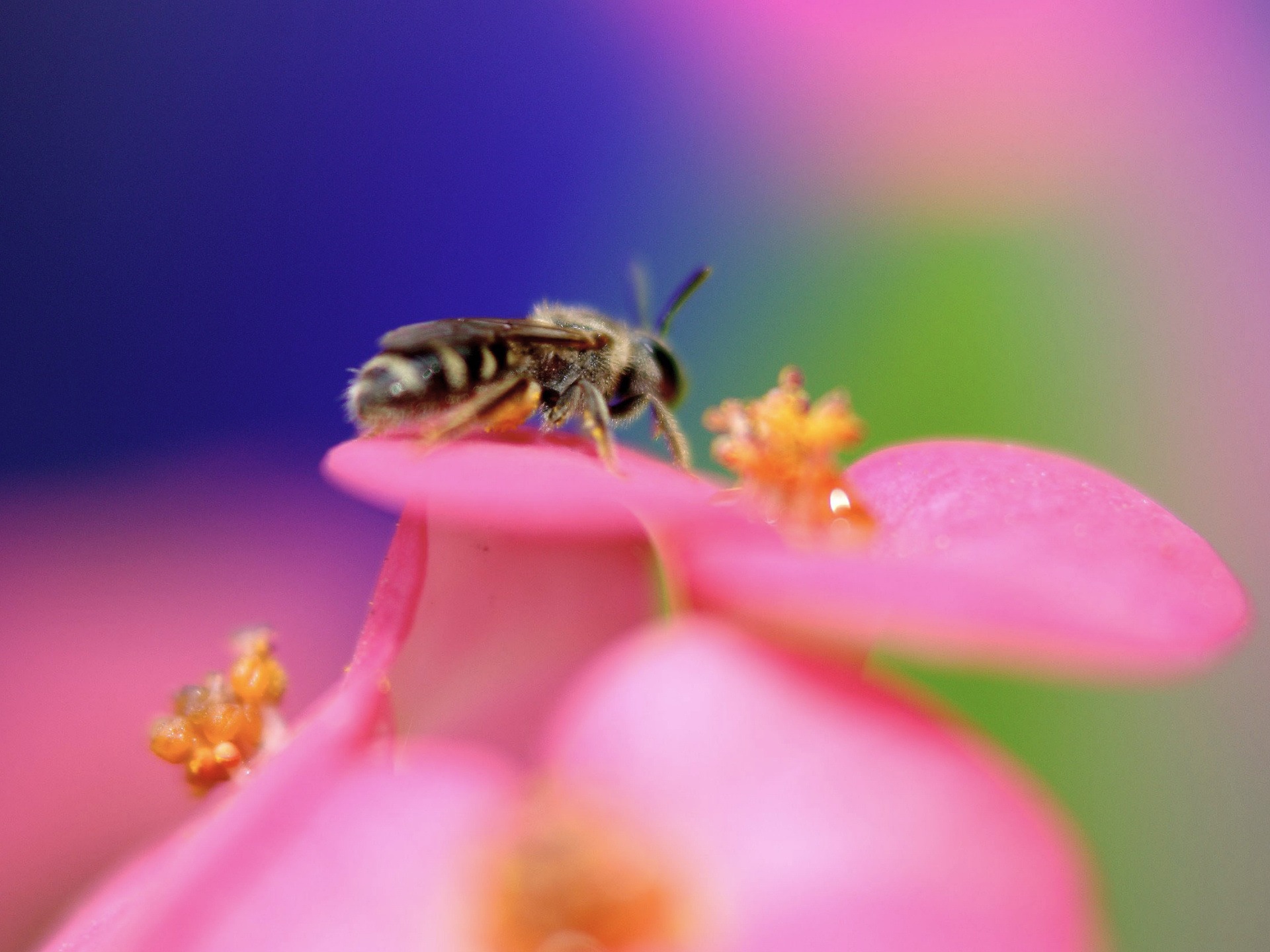 Download mobile wallpaper Insects, Bee, Animal for free.