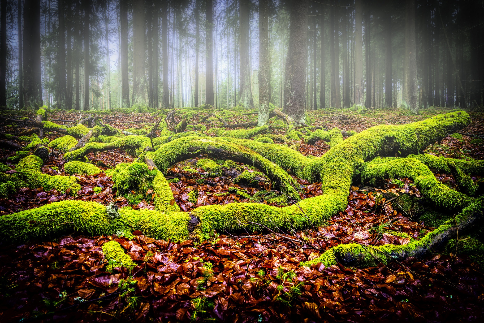 Téléchargez gratuitement l'image Forêt, Brouillard, Mousse, La Nature, Terre/nature sur le bureau de votre PC