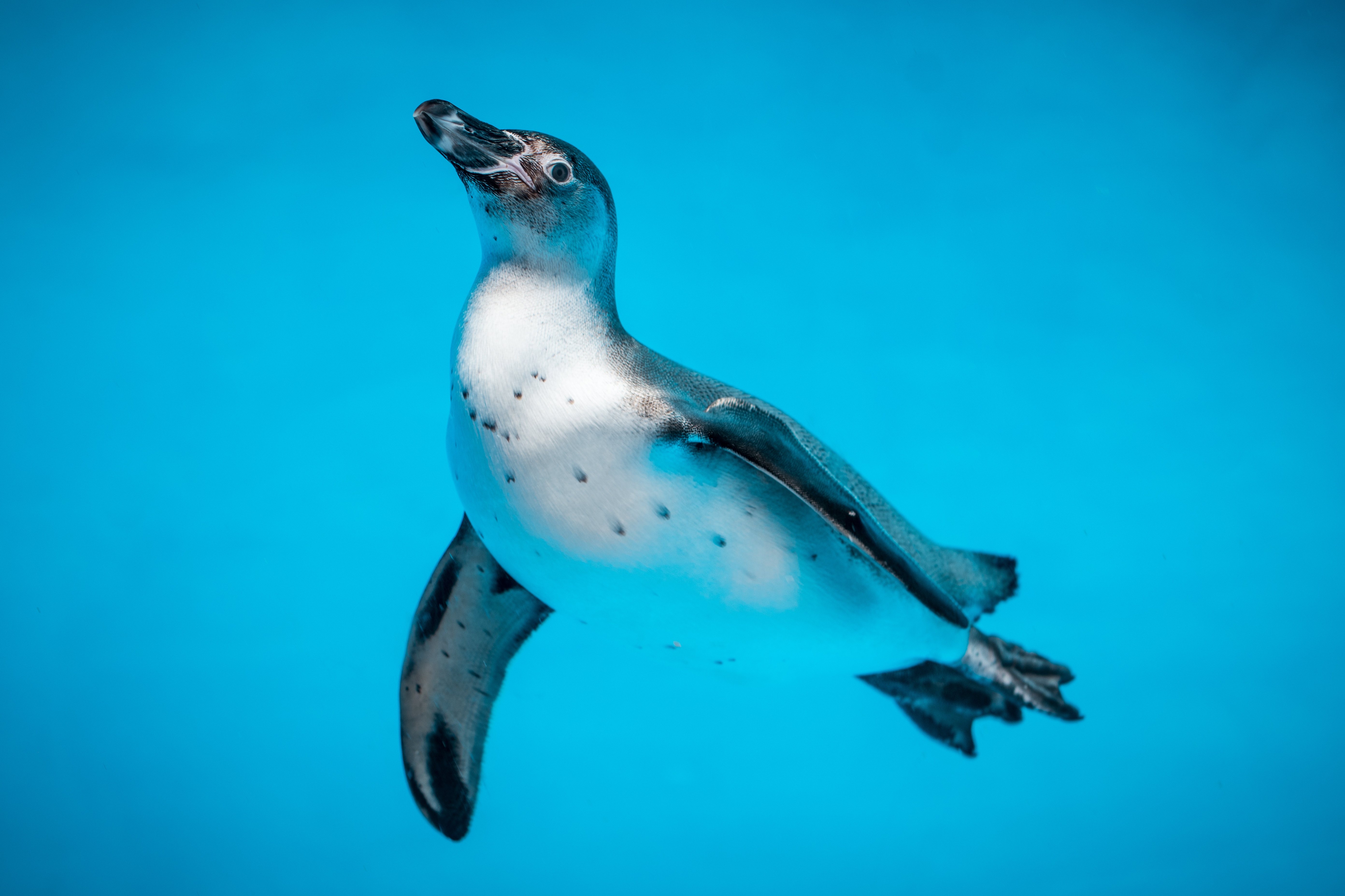Скачать обои бесплатно Пингвин, Животные, Птица, Вода, Плавать, Подводный Мир картинка на рабочий стол ПК