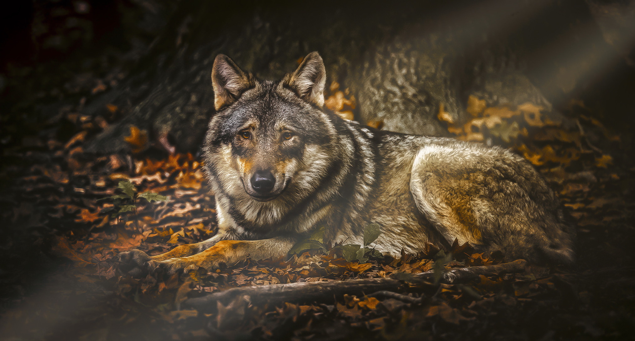 Download mobile wallpaper Wolf, Animal, Sunbeam, Wolves for free.