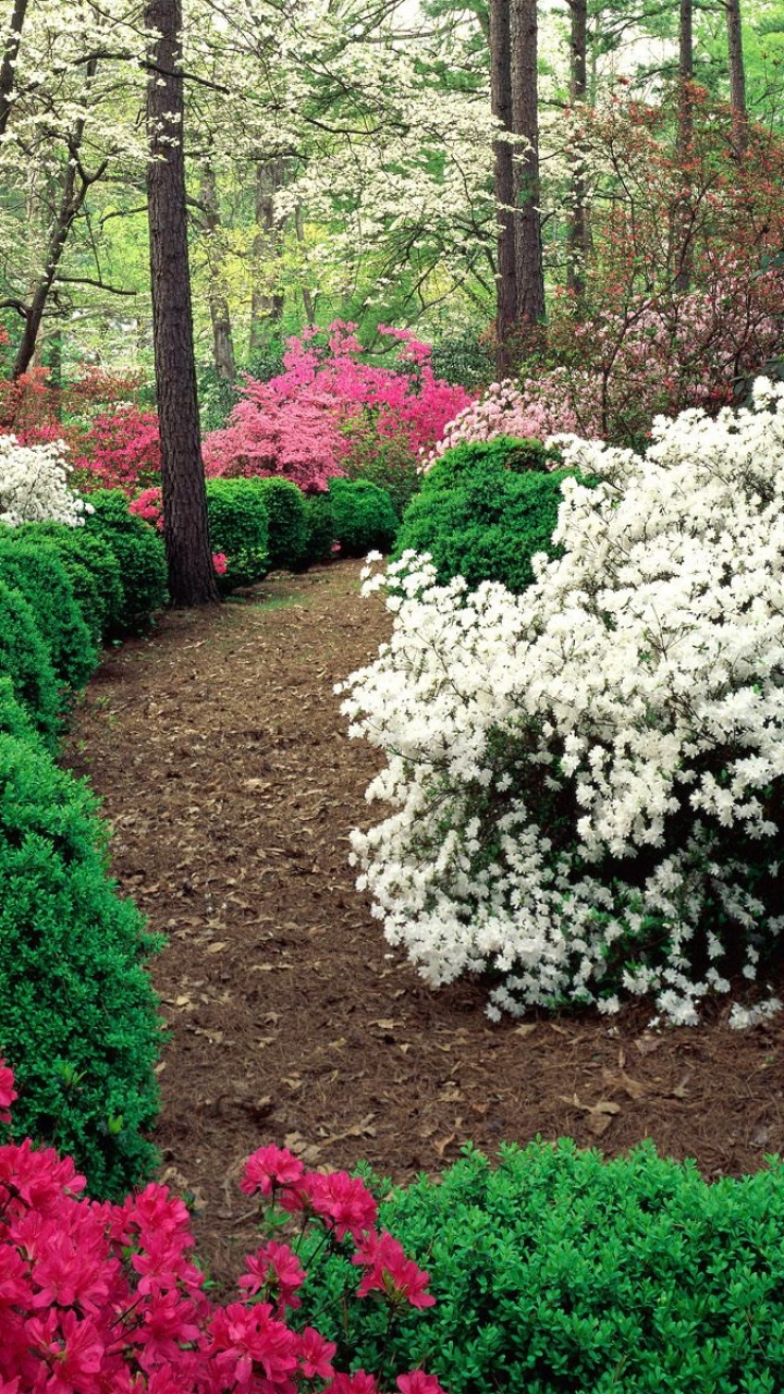 Téléchargez des papiers peints mobile Fleurs, Rhododendron, Terre/nature gratuitement.