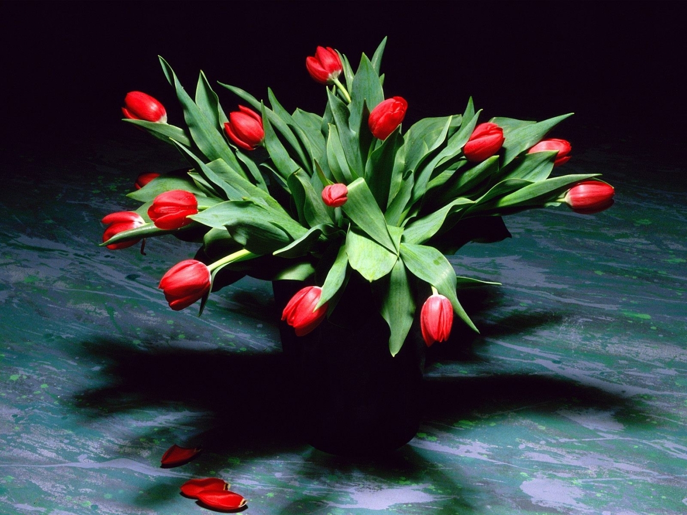 Laden Sie das Pflanzen, Bouquets, Blumen, Tulpen-Bild kostenlos auf Ihren PC-Desktop herunter