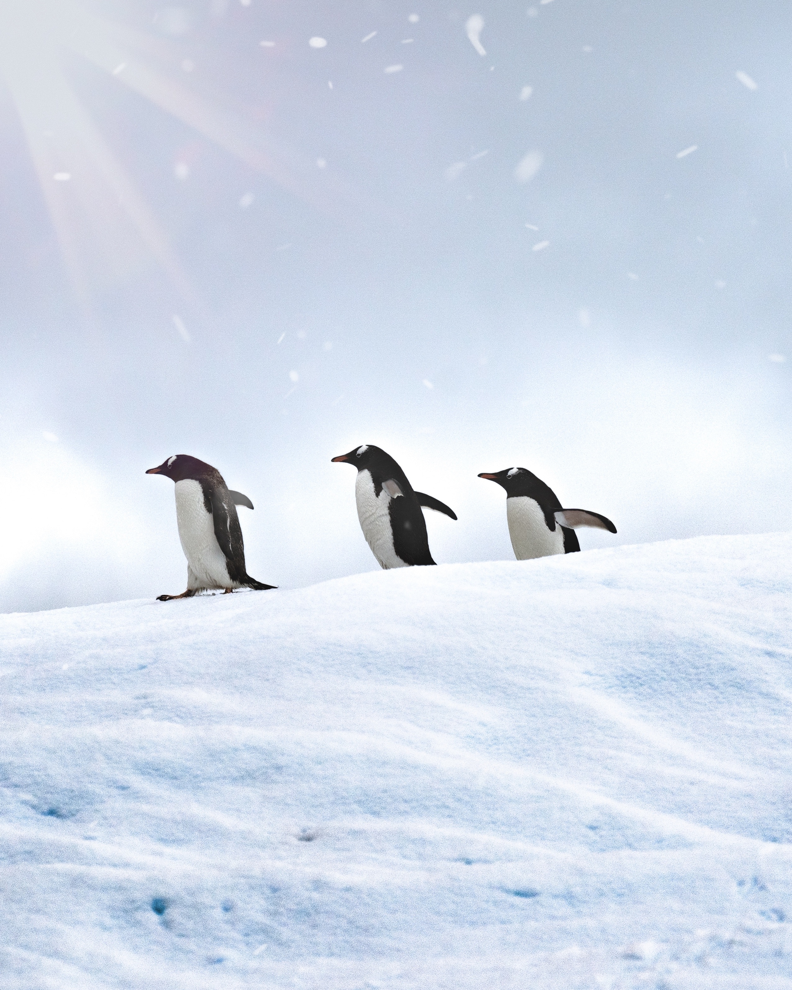 110519 завантажити картинку тварини, птахи, пінгвіни, сніг, прогулянка, прогулятися - шпалери і заставки безкоштовно