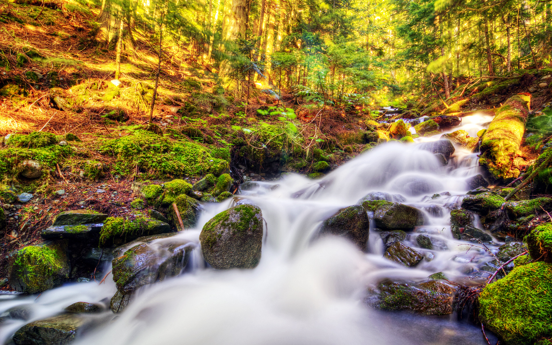Free download wallpaper Nature, Forest, Earth, Moss, Stream, Sunny on your PC desktop