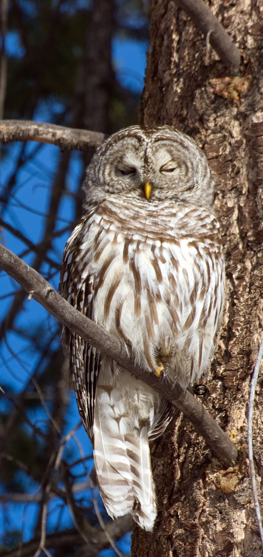 Download mobile wallpaper Birds, Owl, Bird, Animal, Tawny Owl for free.