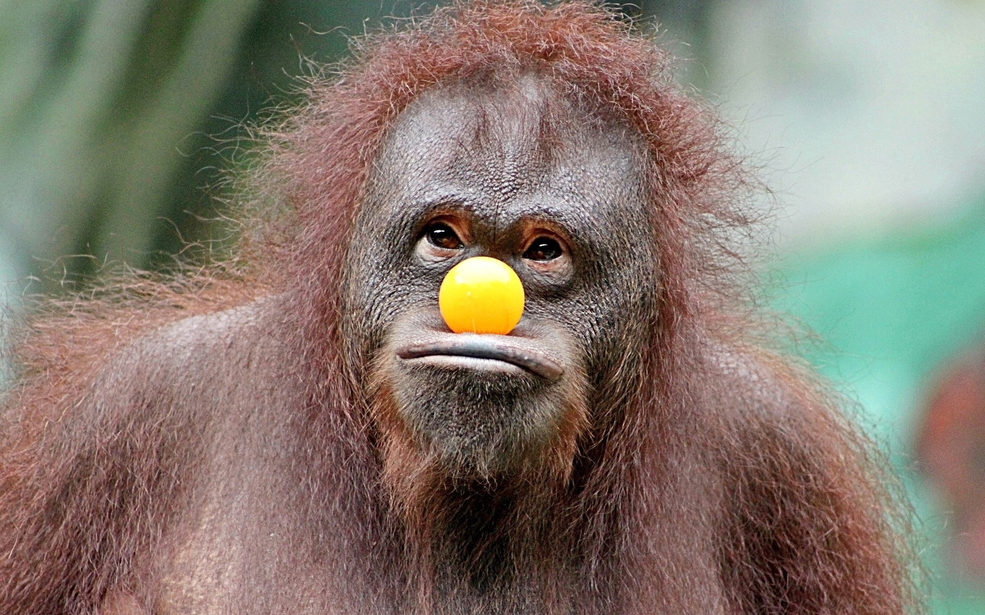 Téléchargez des papiers peints mobile Humour, Animaux, Singes, Singe, Balle, Primate, Orang Outan gratuitement.
