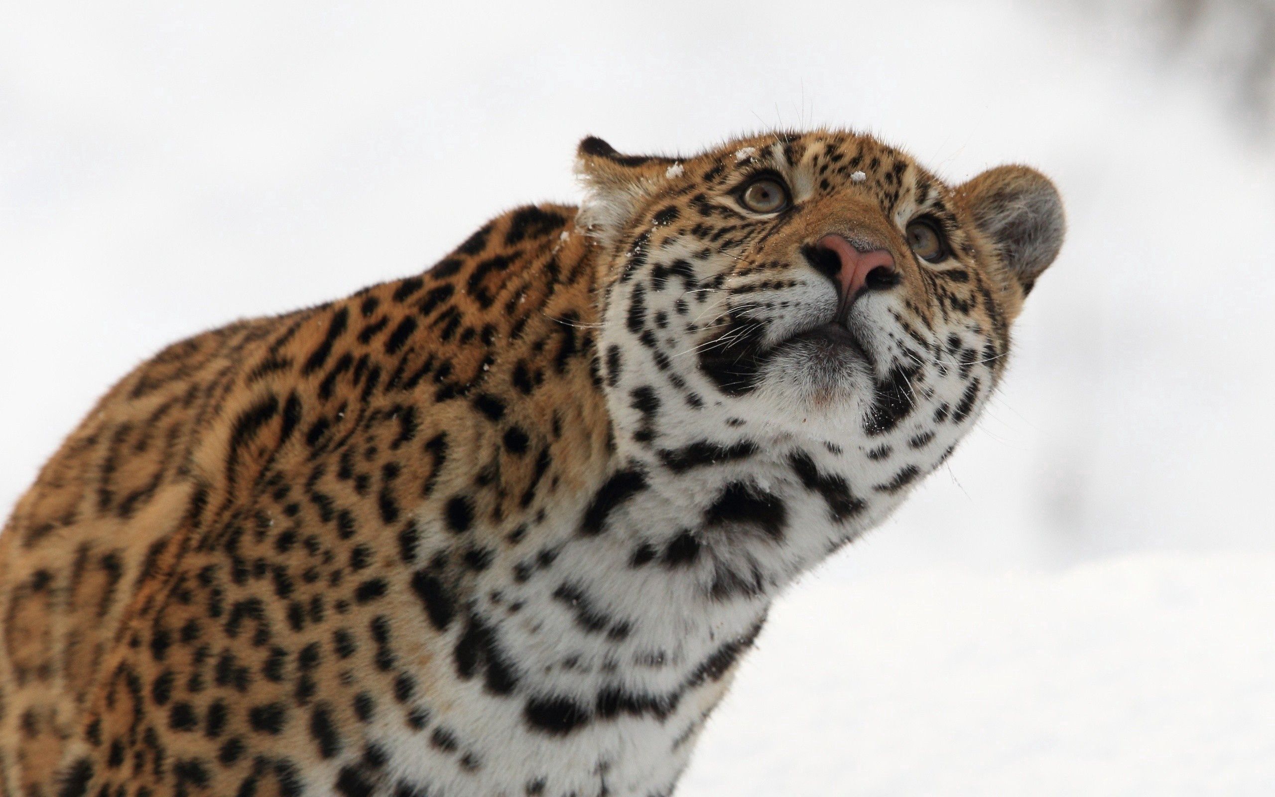 117685 Bild herunterladen tiere, schnee, leopard, schnauze, sicht, meinung, aussehen, blick - Hintergrundbilder und Bildschirmschoner kostenlos