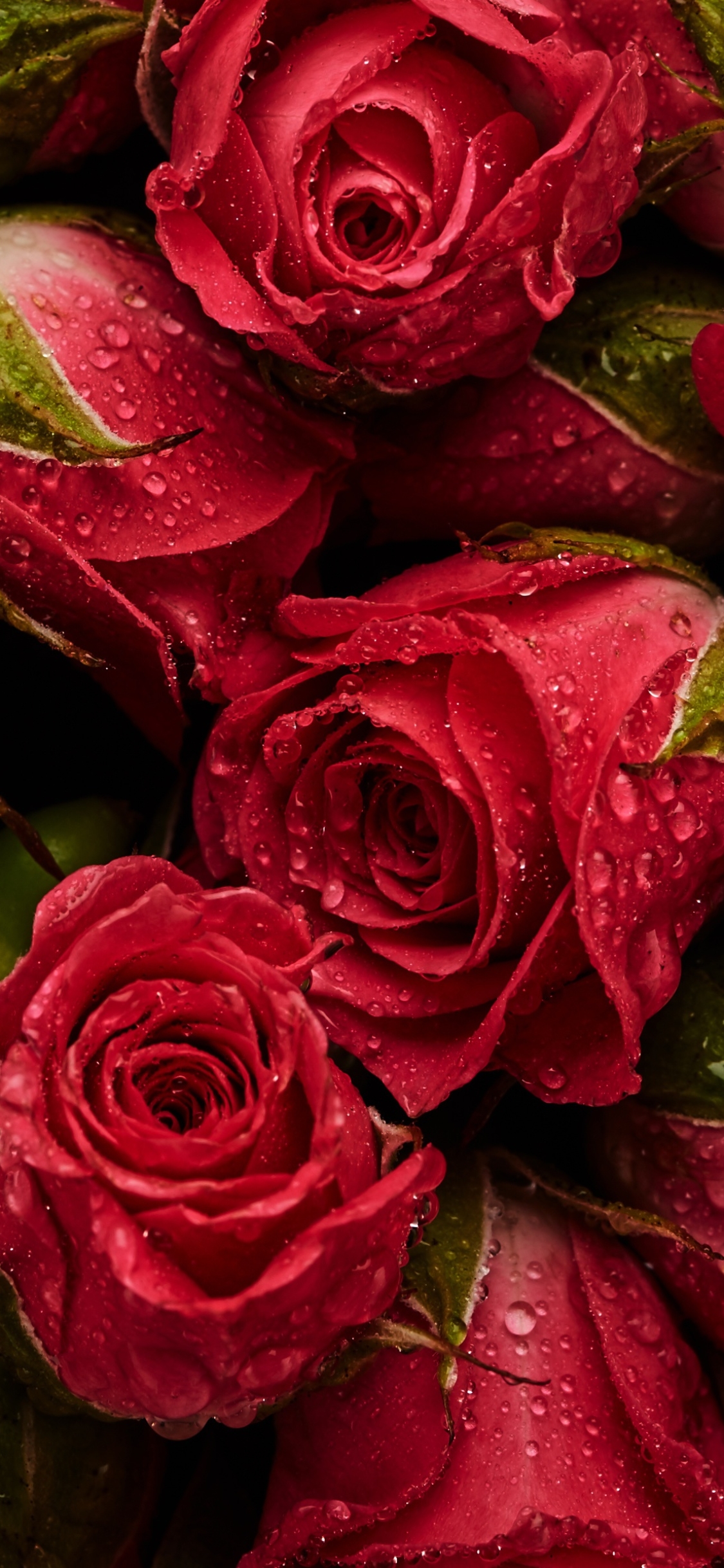 Téléchargez des papiers peints mobile Fleurs, Rose, Fleur, La Nature, Terre/nature, Goutte D'eau, Fleur Rose gratuitement.