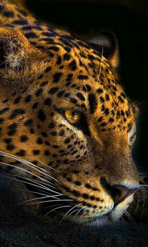 Descarga gratuita de fondo de pantalla para móvil de Animales, Gatos, Leopardo.