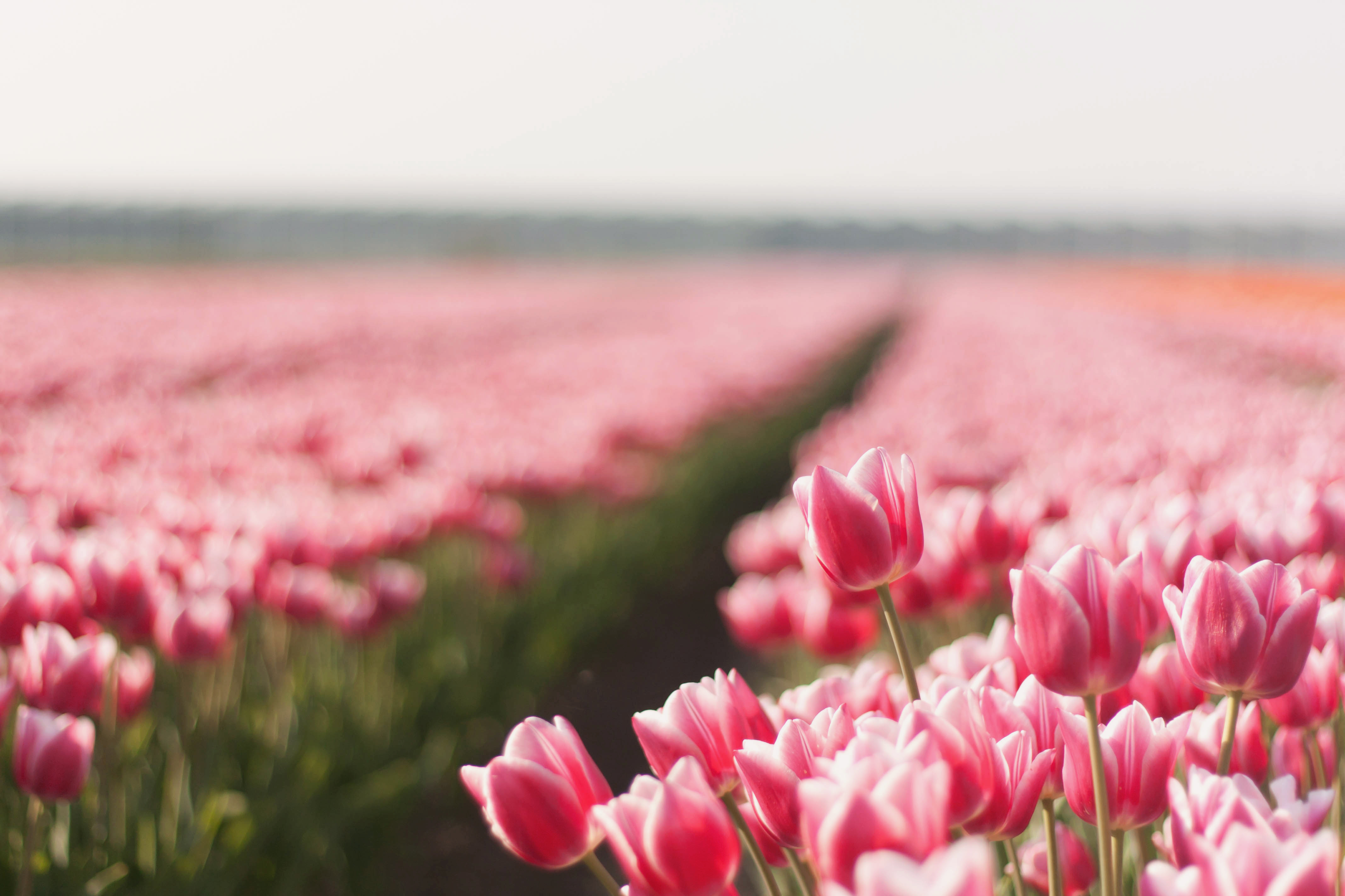 Free download wallpaper Landscape, Plants, Flowers, Tulips on your PC desktop