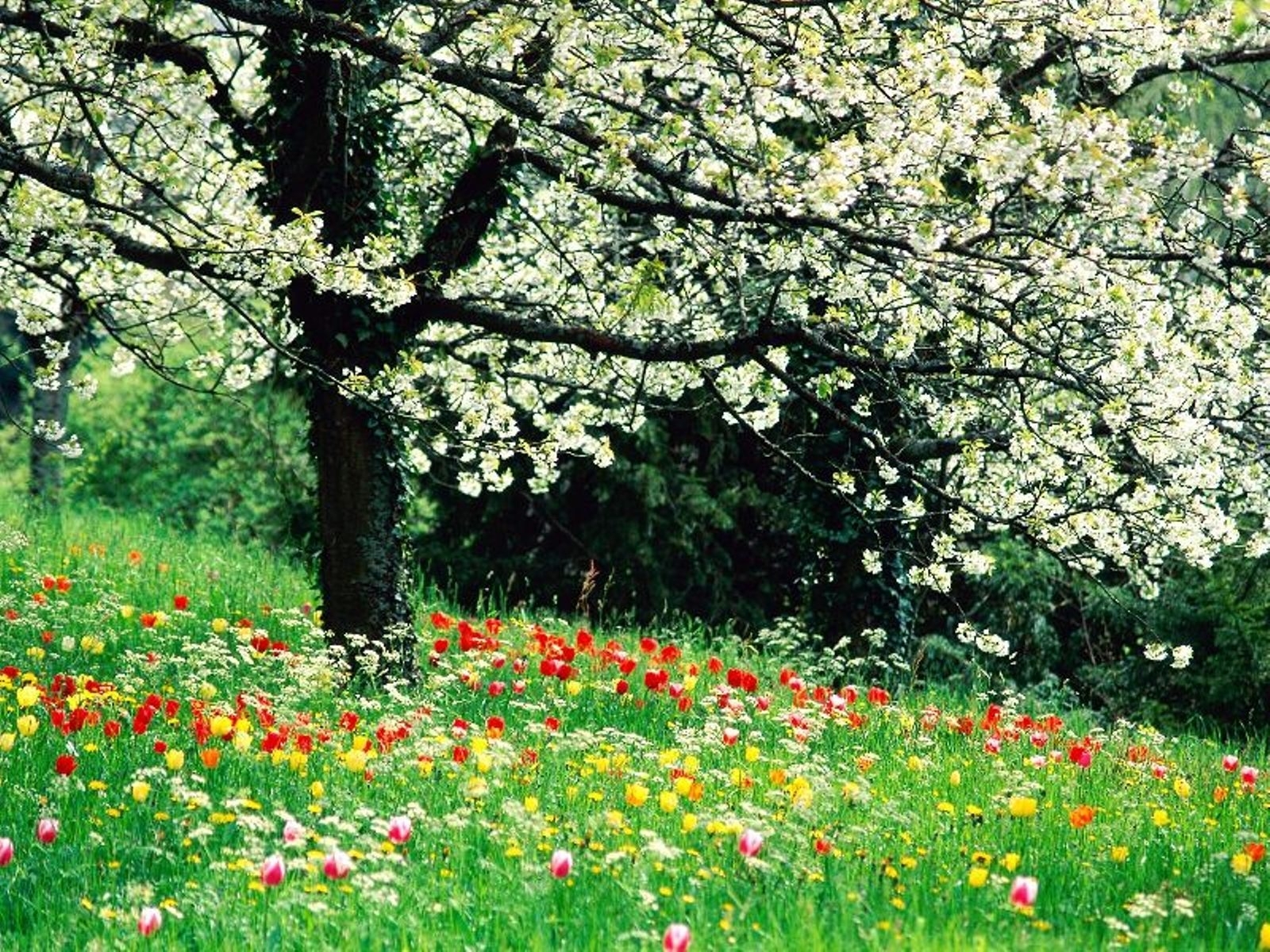 Скачать обои бесплатно Деревья, Растения, Пейзаж, Цветы картинка на рабочий стол ПК