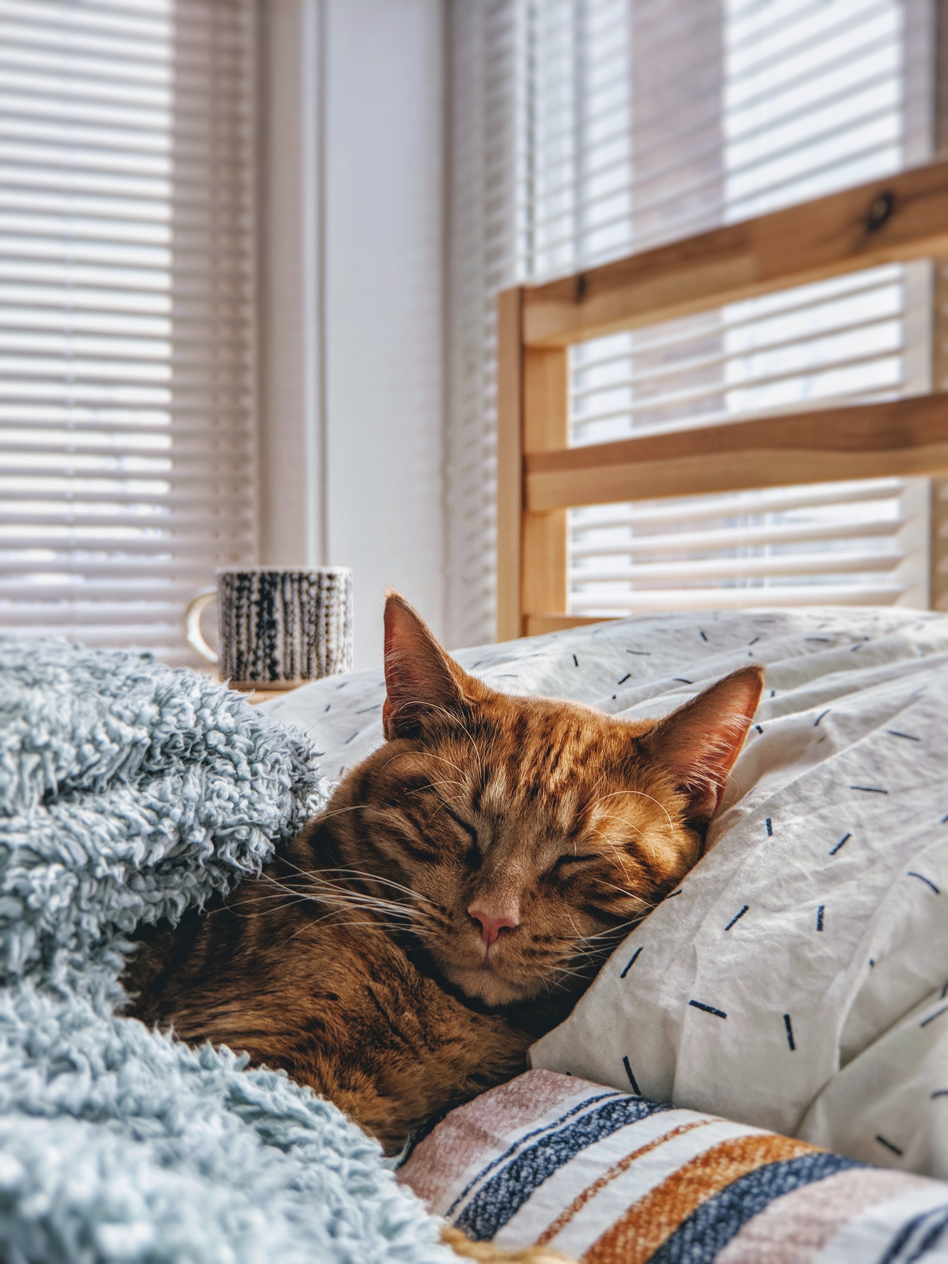 cat, comfort, animals, sleep, dream, bed, coziness HD wallpaper