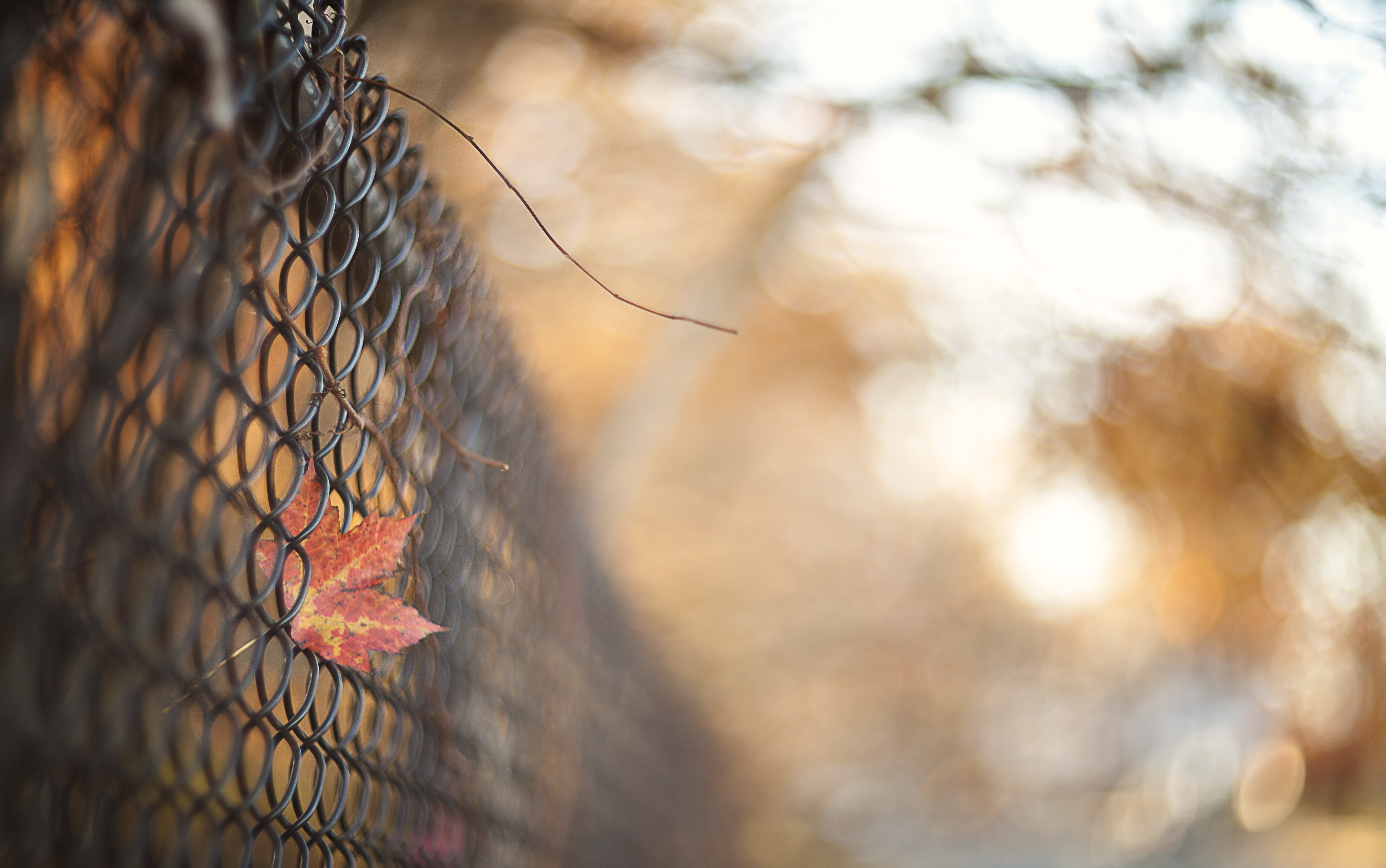 Descarga gratuita de fondo de pantalla para móvil de Hoja, Bokeh, Cerca, Hecho Por El Hombre.