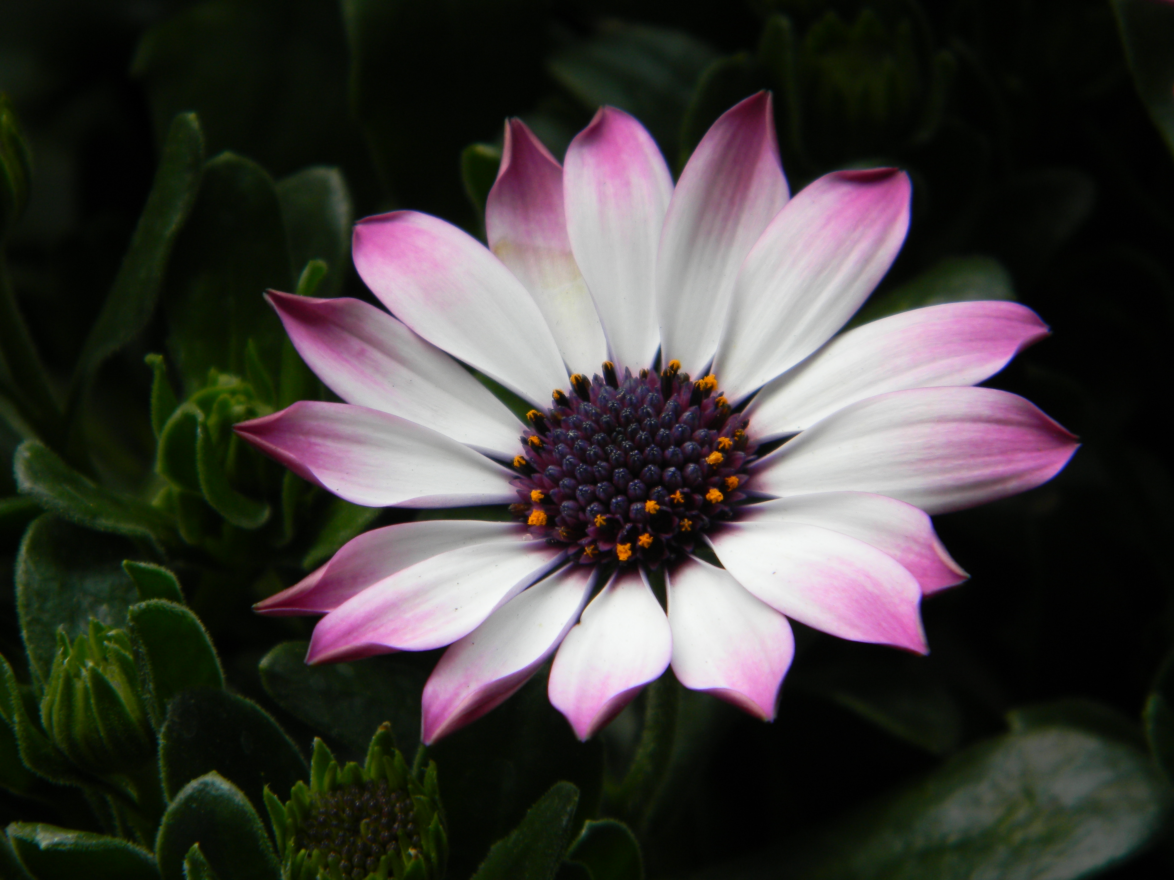 Laden Sie das Blumen, Nahansicht, Gänseblümchen, Erde/natur-Bild kostenlos auf Ihren PC-Desktop herunter