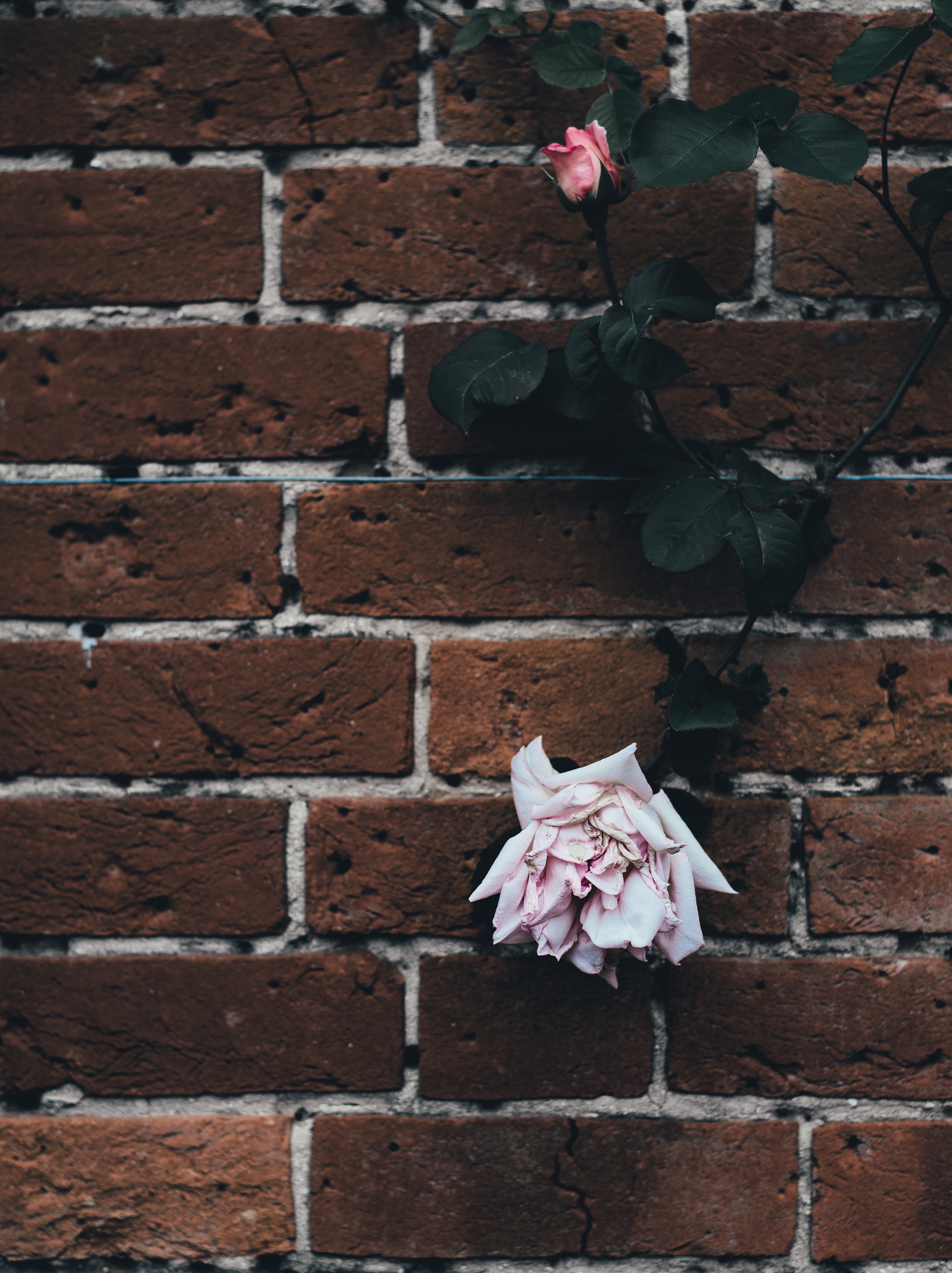 flowers, rose flower, rose, bud, dry, brick wall