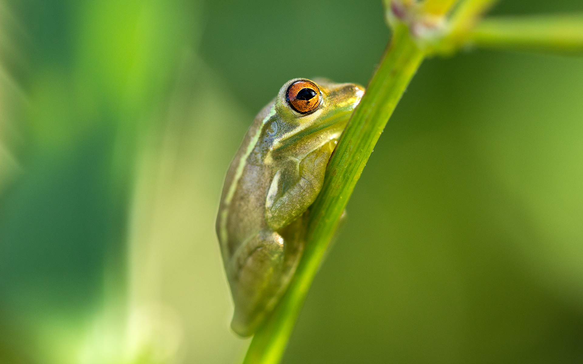 Download mobile wallpaper Frogs, Reptile, Plant, Frog, Nature, Animal for free.