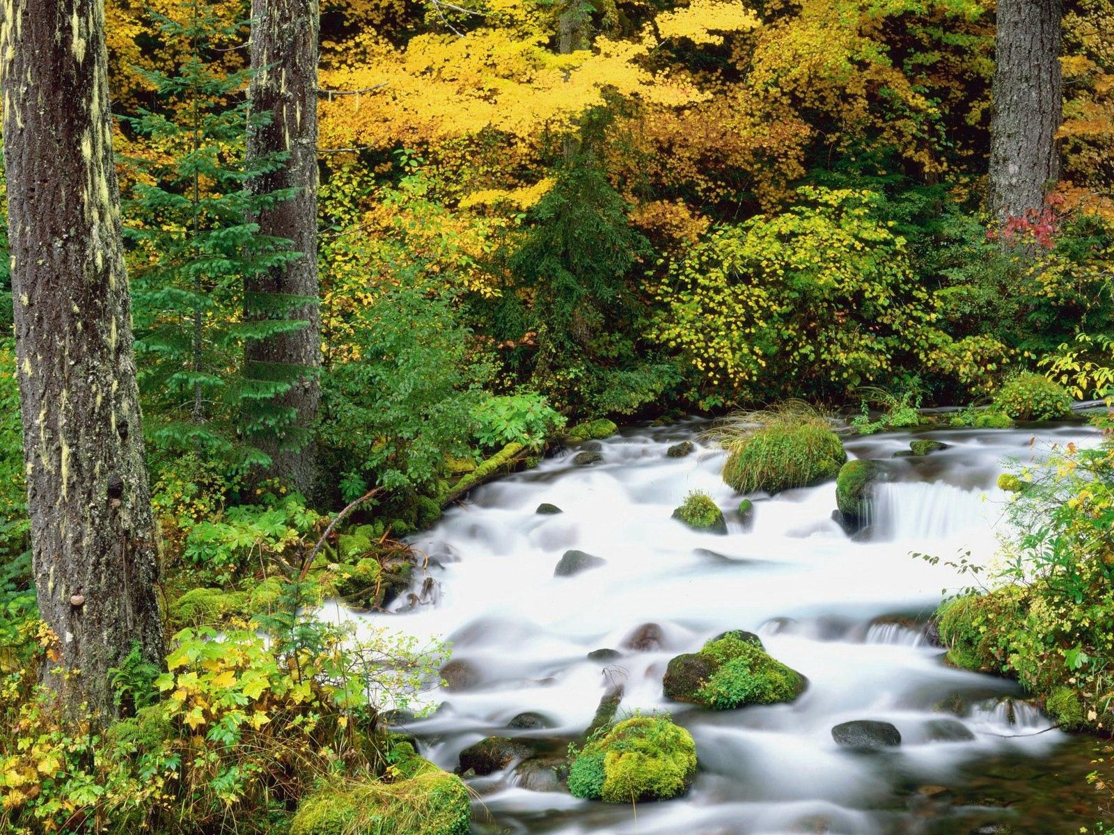 136312壁紙のダウンロード自然, 川, 木, ストーンズ, 秋, 森林, 森, オレゴン, オレゴン州, ウィラメッテ国有林, ウィラメット国有林-スクリーンセーバーと写真を無料で