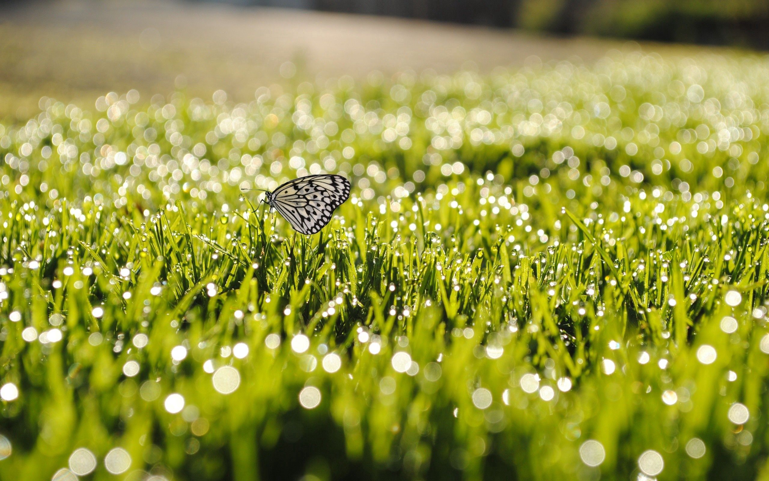 Free download wallpaper Grass, Insect, Sunlight, Dew, Macro, Butterfly on your PC desktop