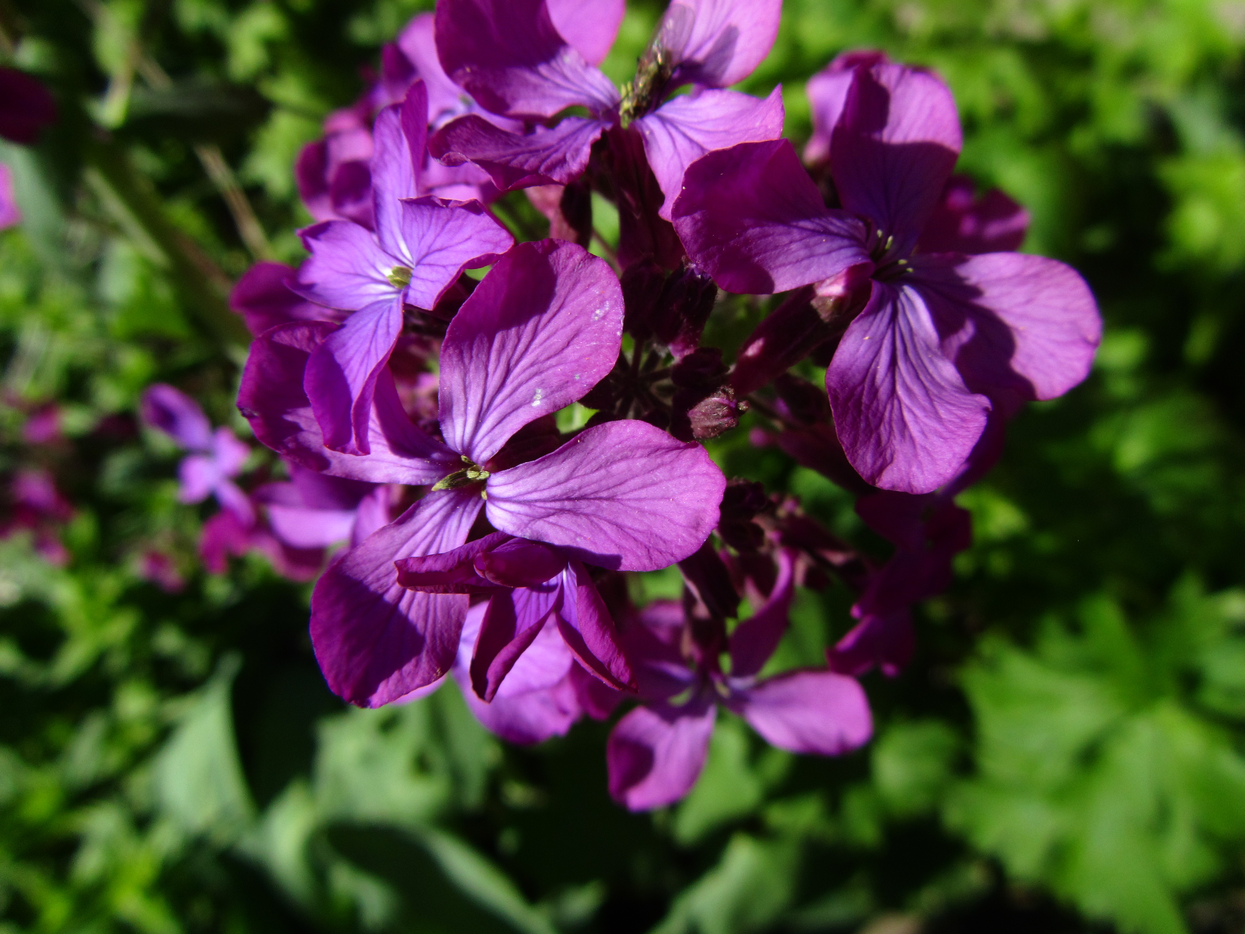 Descarga gratuita de fondo de pantalla para móvil de Flor, Tierra/naturaleza.