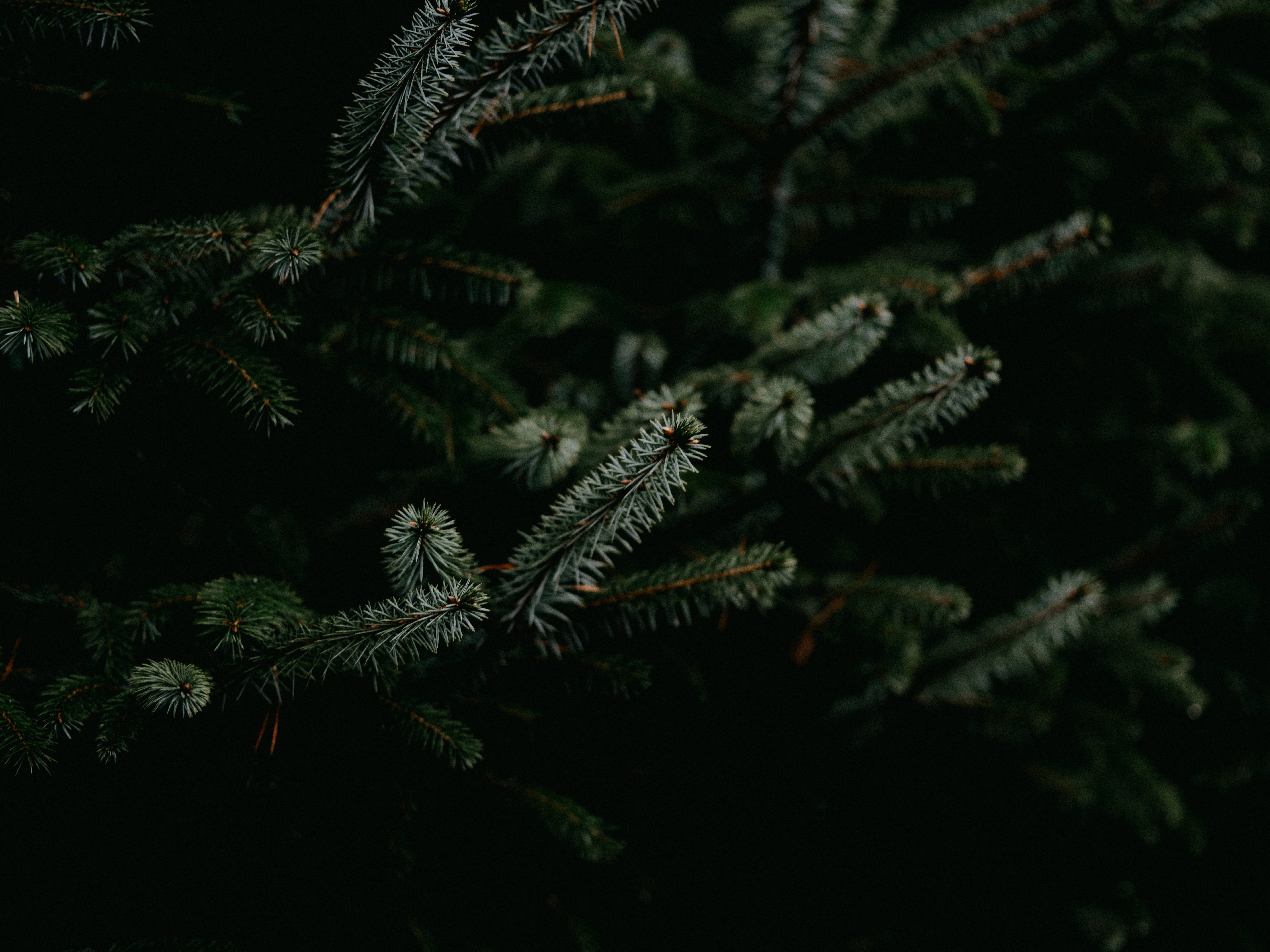 pine, green, plant, macro, branches, needles Full HD