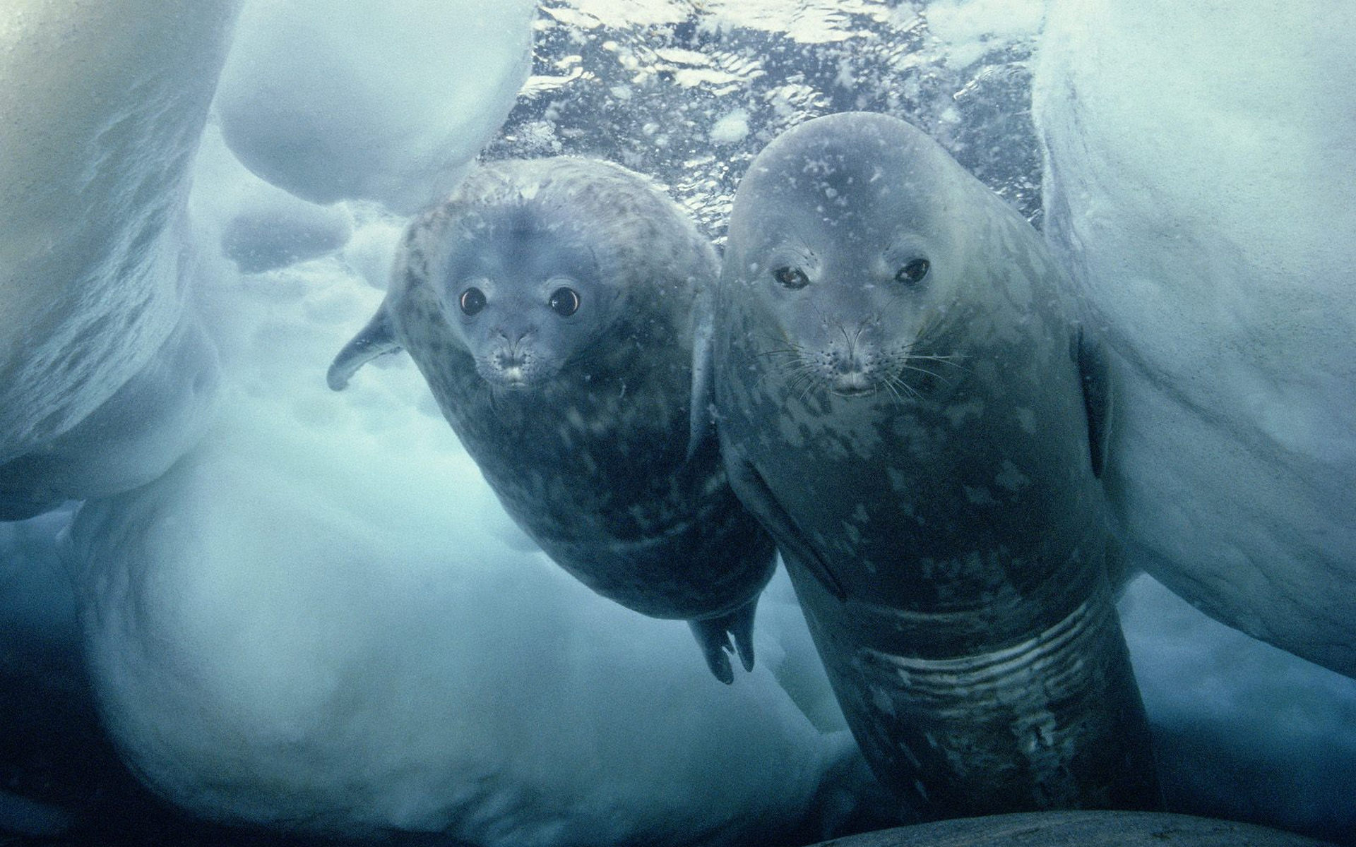 Free download wallpaper Seals, Animal, Underwater, Seal on your PC desktop