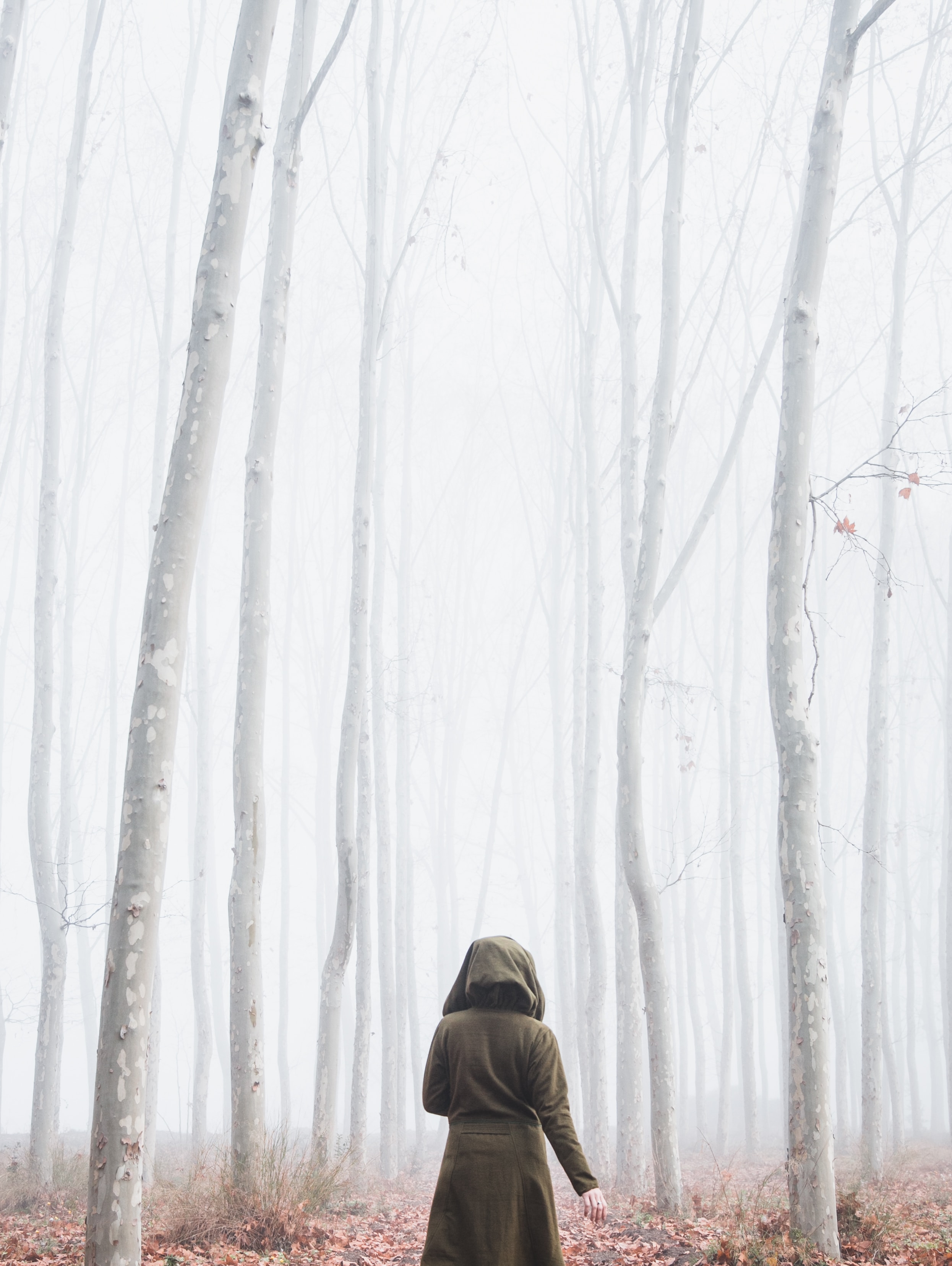 loneliness, fog, miscellanea, nature, silhouette, miscellaneous, forest