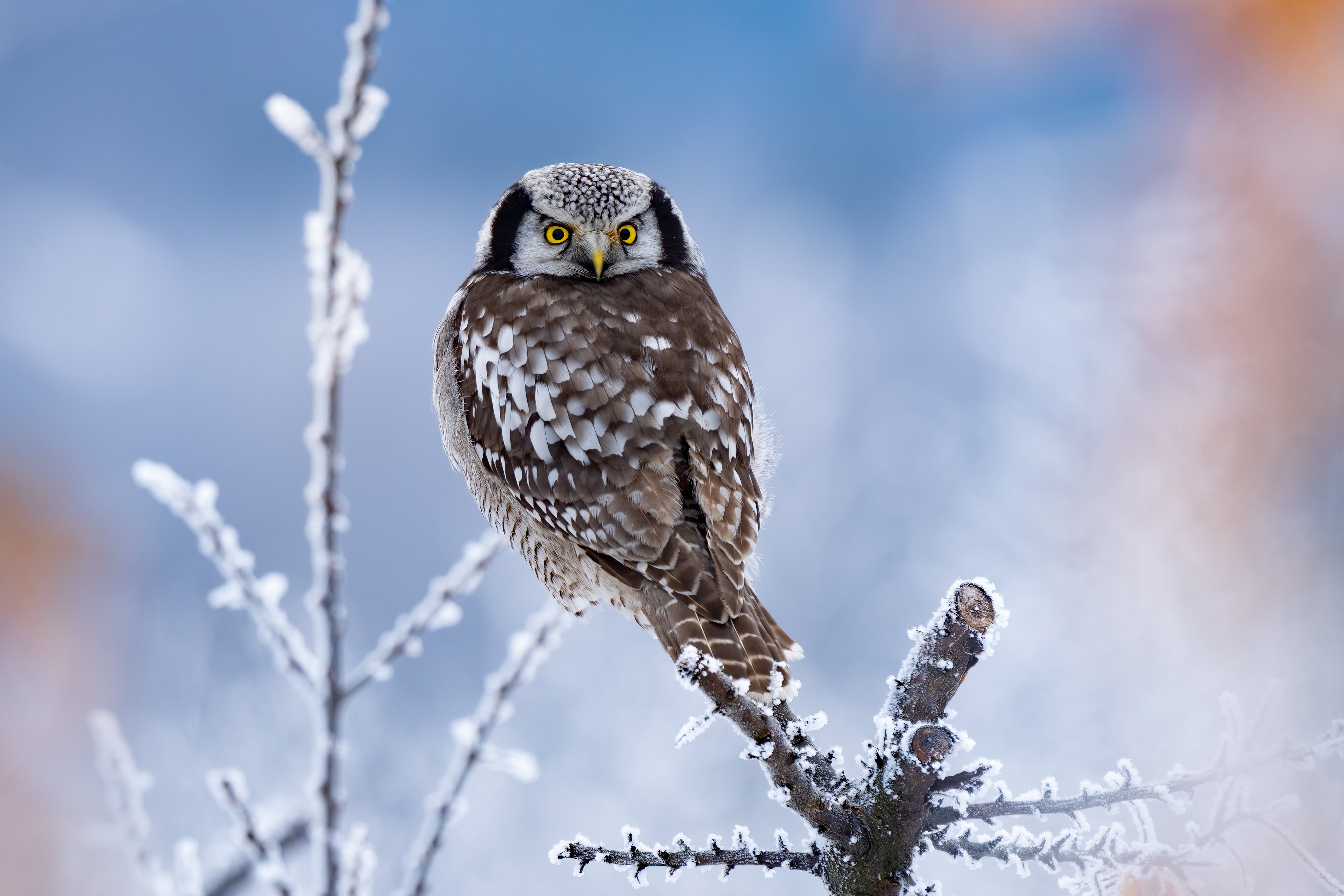 Free download wallpaper Birds, Owl, Animal, Hawk Owl on your PC desktop