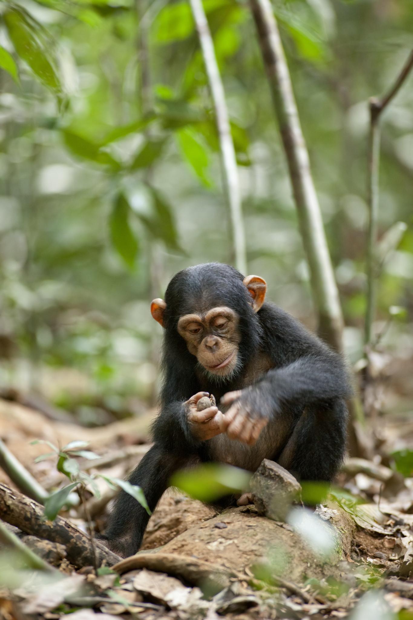 Скачати мобільні шпалери Мавпи, Тварини безкоштовно.